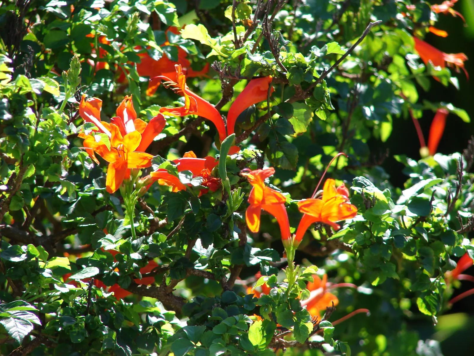 Cape Honeysuckle (Tecoma Capensis) — Hardy in USDA zones 9-11, it can be pruned to maintain shape; cape Honeysuckle (Tecoma capensis) is a vibrant, image 100