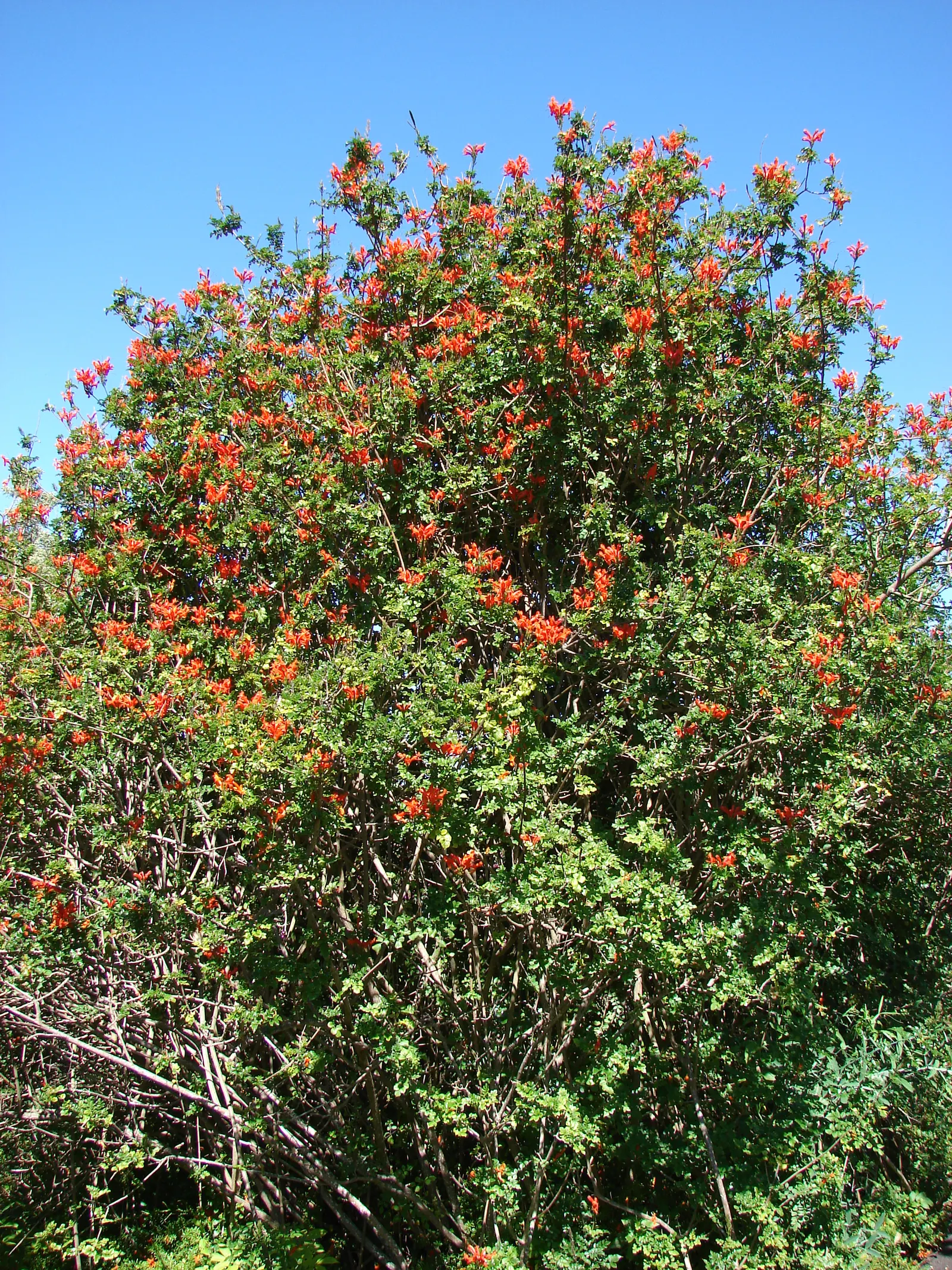 Cape Honeysuckle (Tecoma Capensis) — Tecoma capensis requires well-drained soil and can tolerate a variety of conditions; they bloom profusely from, image 112