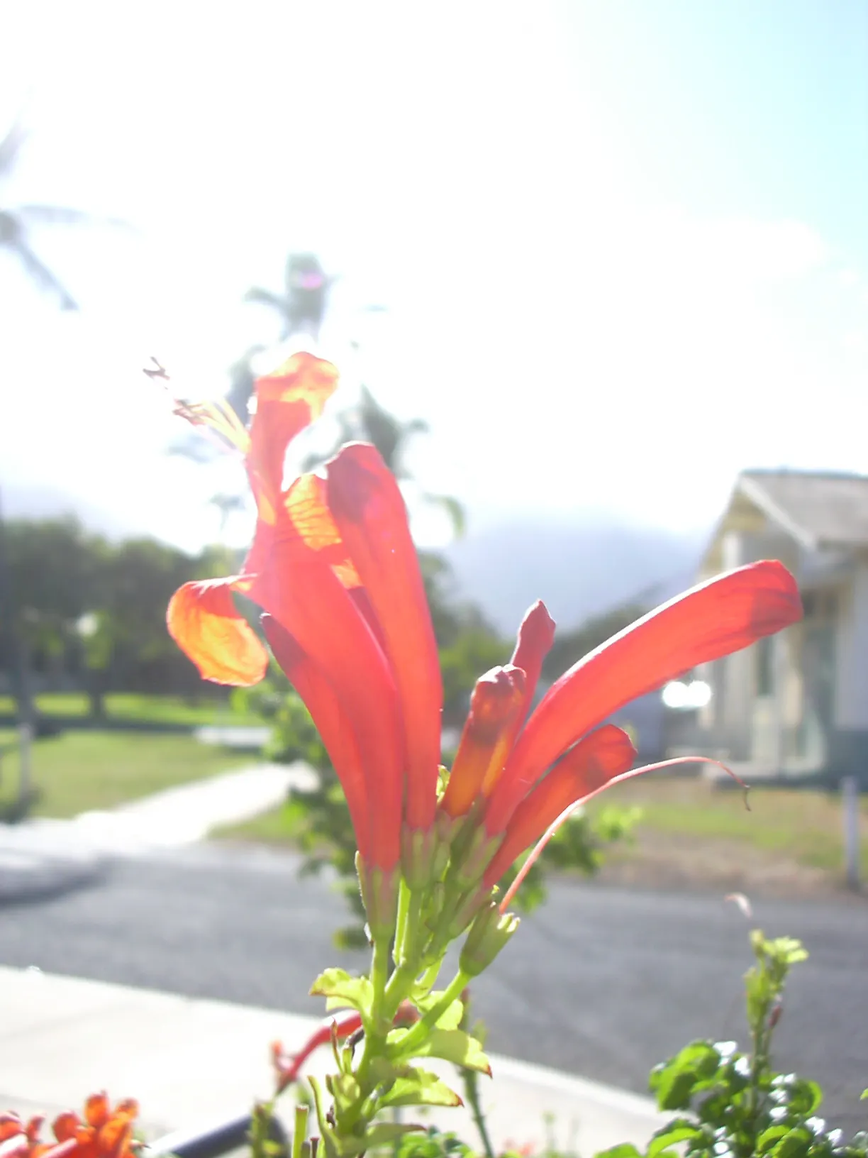 Cape Honeysuckle (Tecoma Capensis) — Ideal for hedges or screens, it thrives in full sun to partial shade and requires moderate watering; full sun is best for
