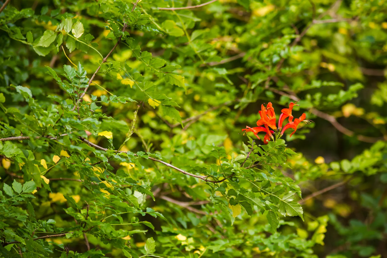 Cape Honeysuckle (Tecoma Capensis) — and it thrives in USDA Hardiness Zones 9 to 11.<br><br>The striking trumpet-shaped flowers; its tubular, image 131