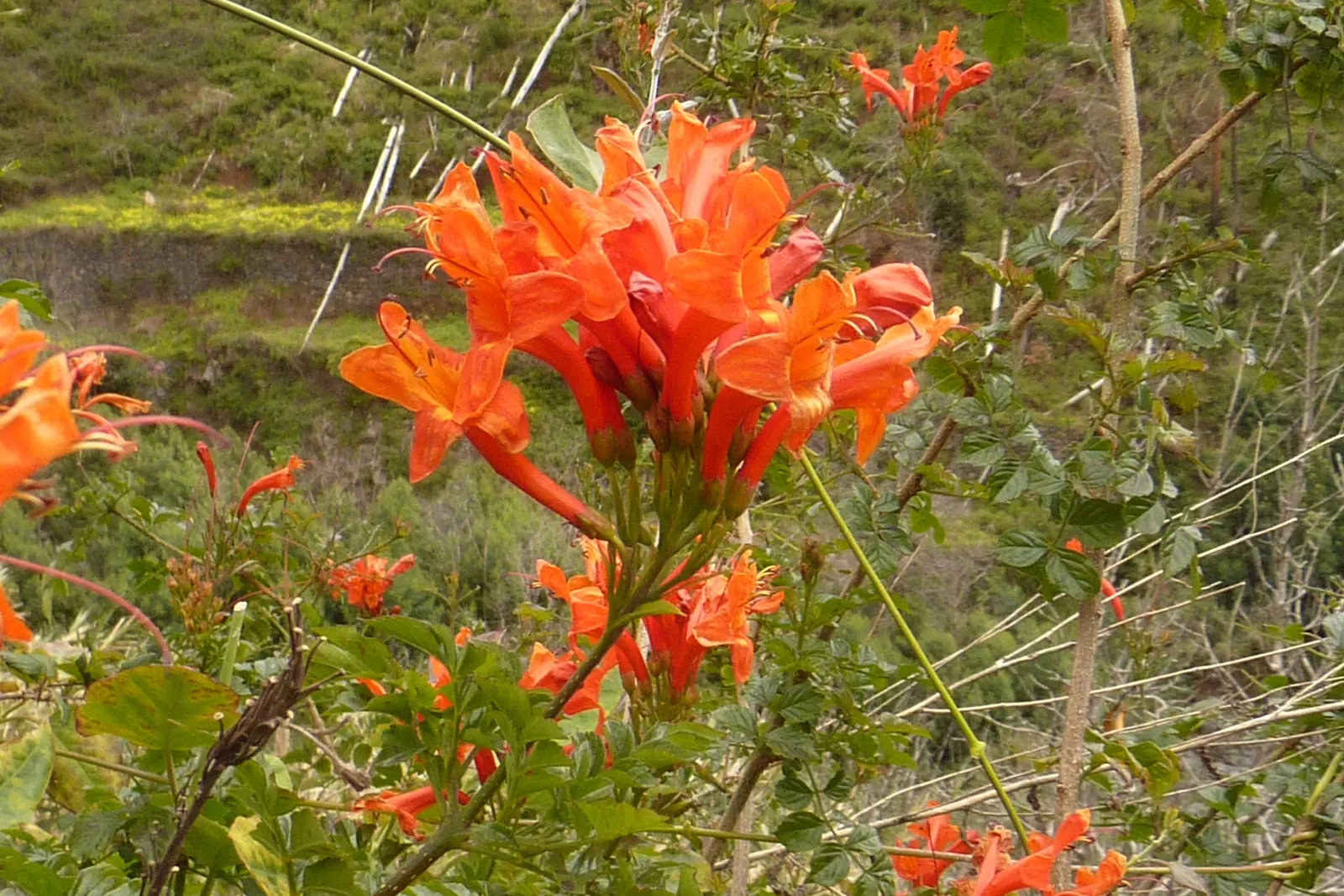 Cape Honeysuckle (Tecoma Capensis) — Full sun is best for prolific blooming, but it can also flourish in partial shade; ideal for hedges or, image 114