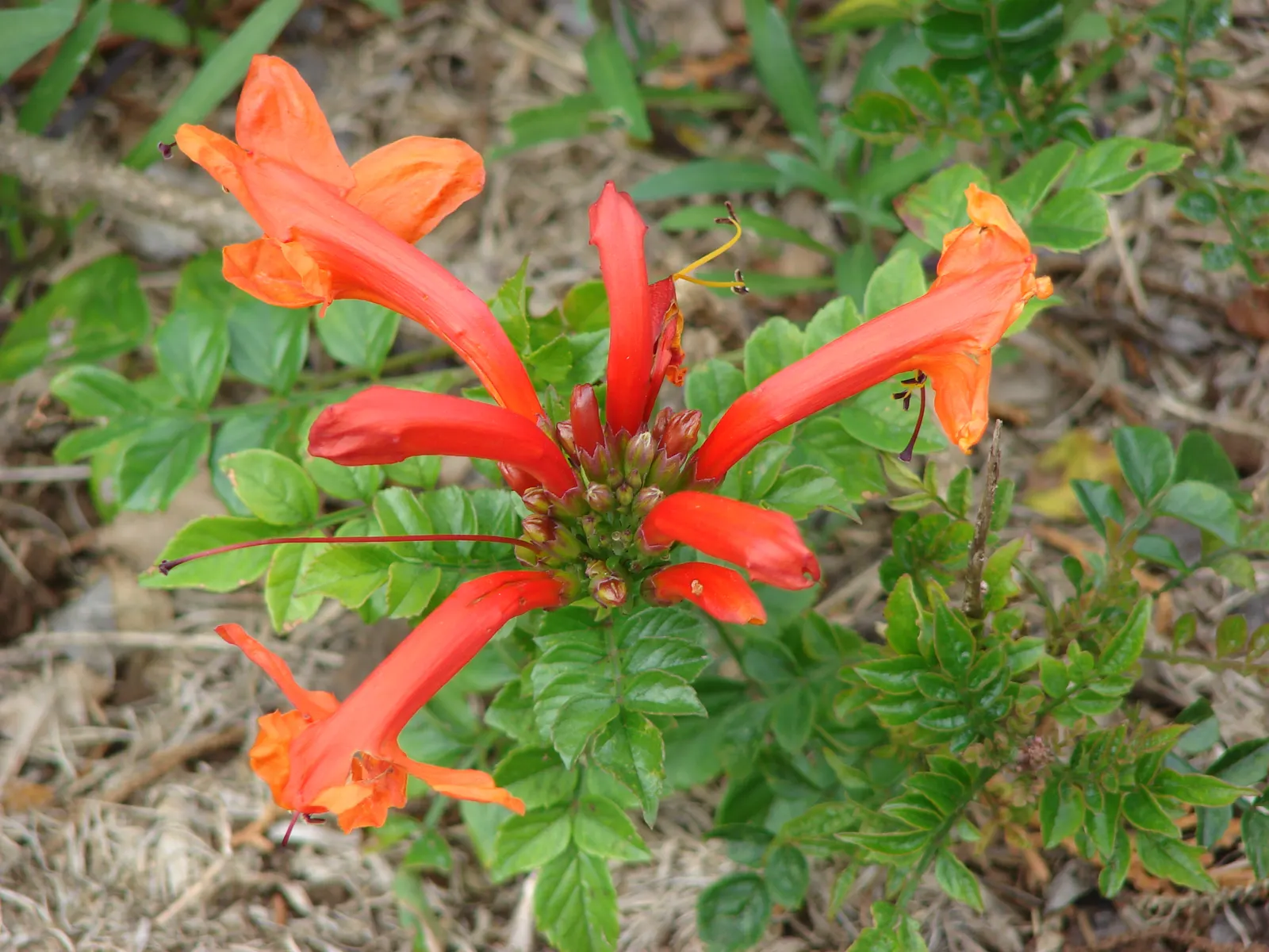 Cape Honeysuckle (Tecoma Capensis) — Its tubular orange-red flowers bloom profusely, attracting hummingbirds and butterflies; and it thrives in, image 50