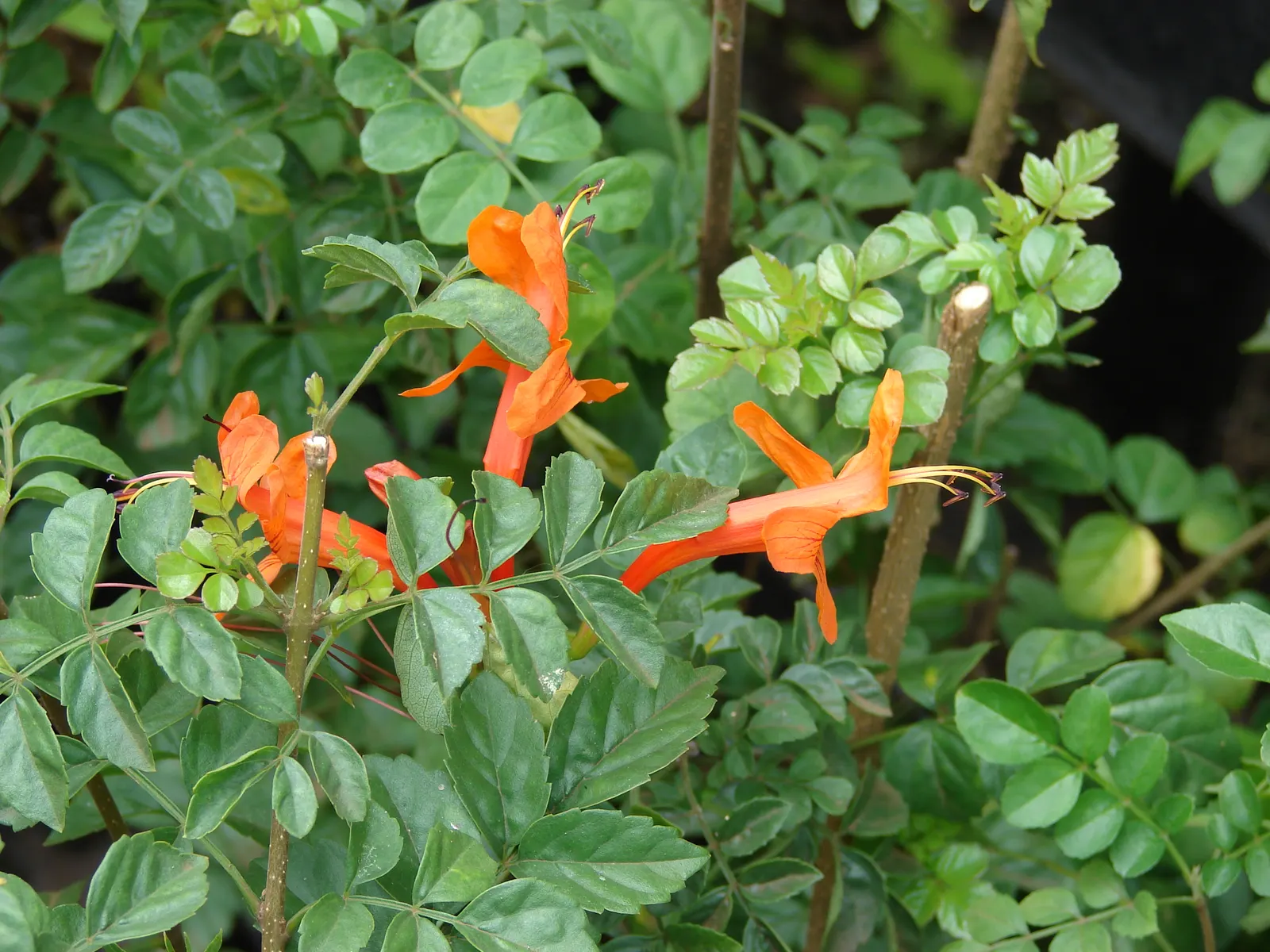 Cape Honeysuckle (Tecoma Capensis) — ground cover / shrub / vine with orange and red blooms; and even into winter in milder climates
