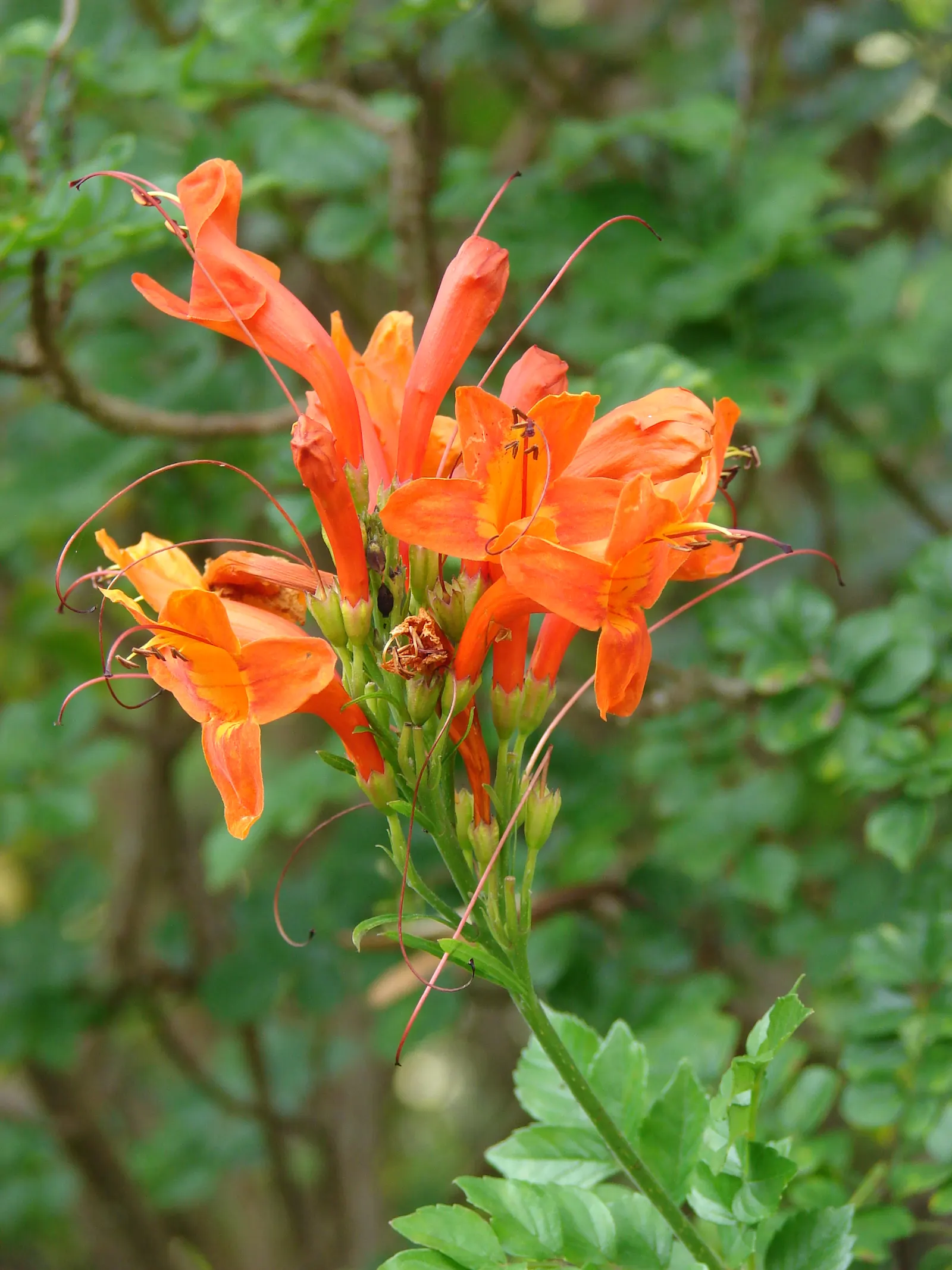 Cape Honeysuckle (Tecoma Capensis) — the Cape Honeysuckle provides dense foliage composed of glossy