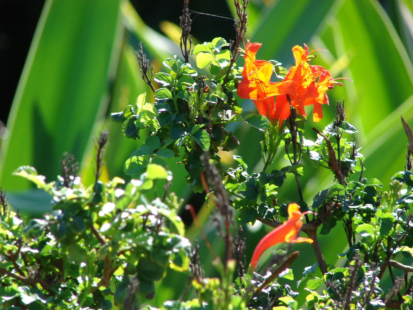 Cape Honeysuckle (Tecoma Capensis) — The Cape Honeysuckle is relatively disease and pest-resistant; including drought and coastal exposure, image 116