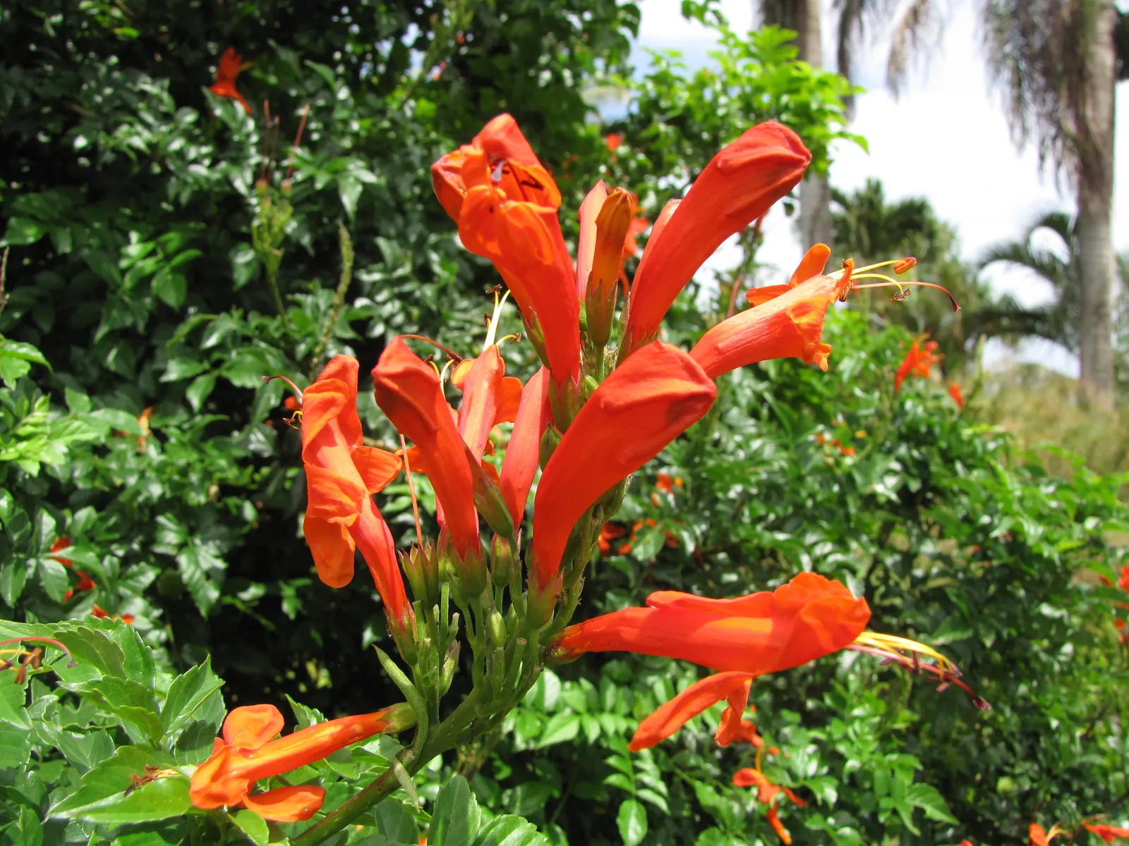 Cape Honeysuckle (Tecoma Capensis) — ground cover / shrub / vine for full or half; making it an easy-care addition to your landscape design, image 96