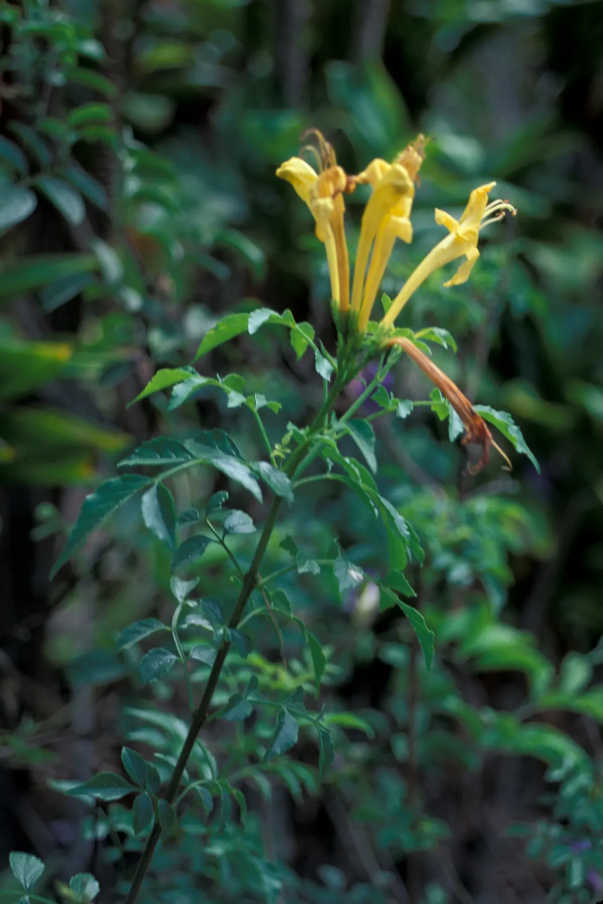 Cape Honeysuckle (Tecoma Capensis) — and even into winter in milder climates; ground cover / shrub / vine with orange and red blooms, image 134