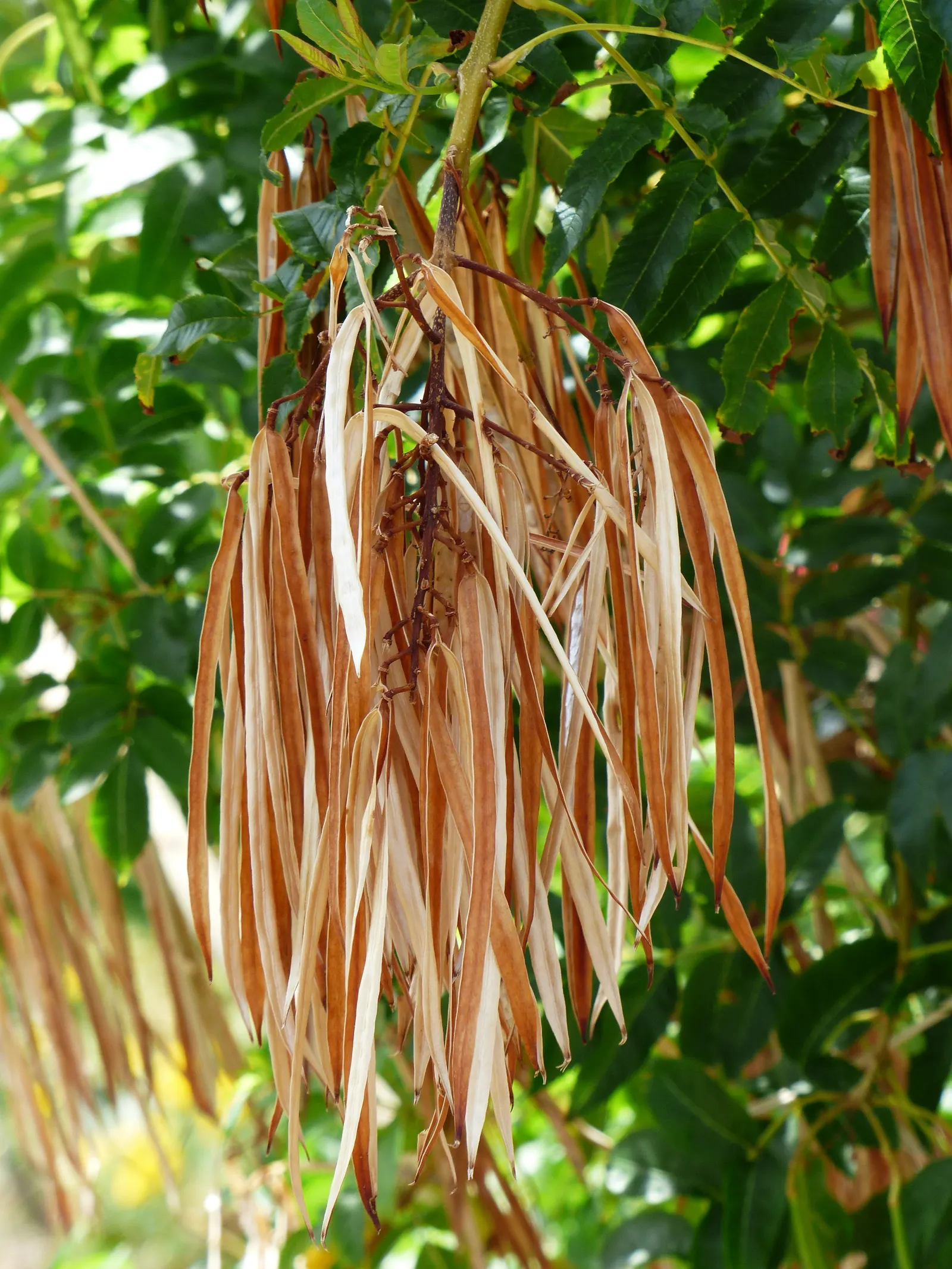Cape Honeysuckle (Tecoma Capensis) — is a vibrant and versatile evergreen shrub that can add a splash of fiery color to any garden; and other, image 102