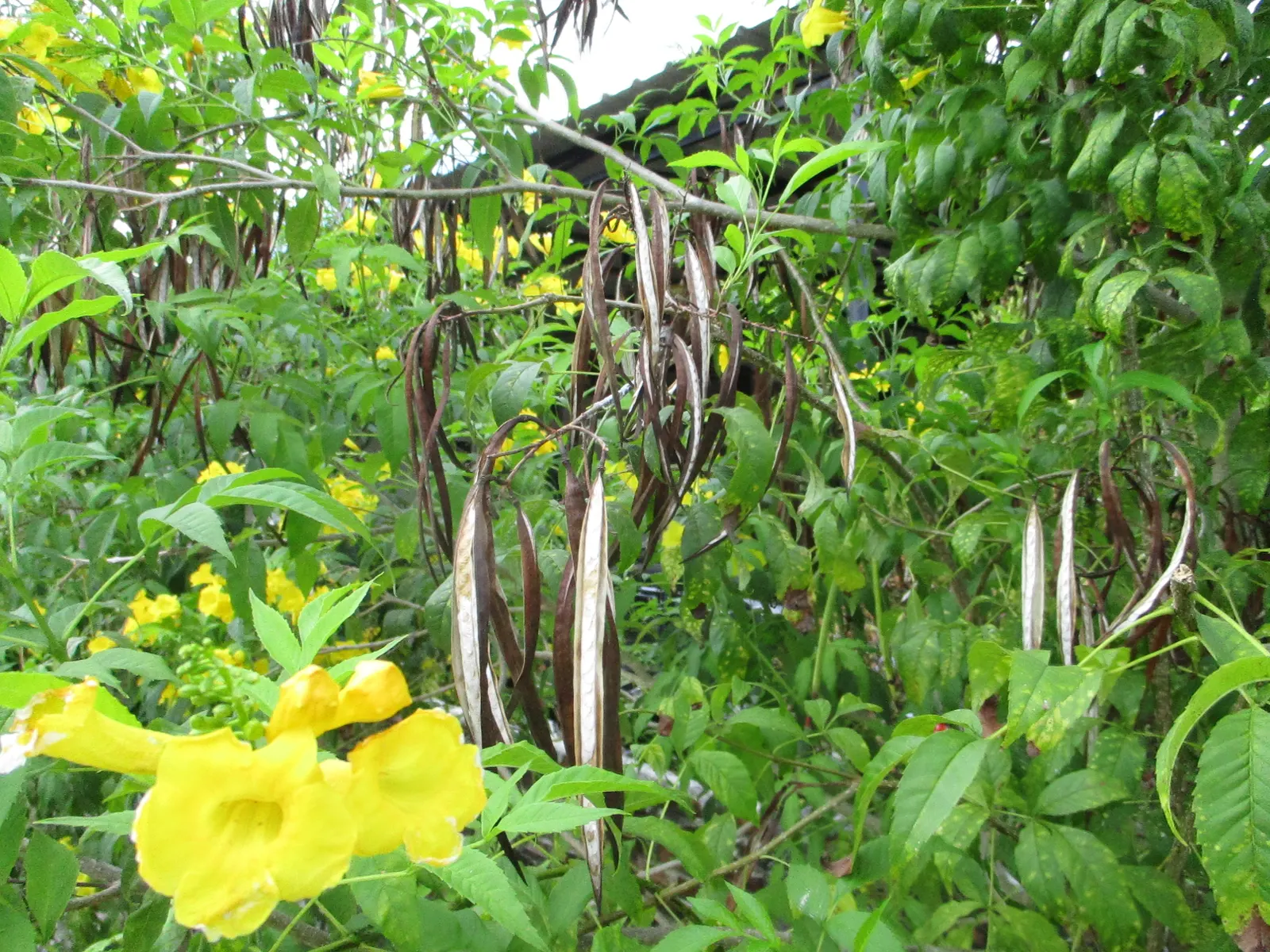 Cape Honeysuckle (Tecoma Capensis) — is a vibrant and versatile evergreen shrub that can add a splash of fiery color to any garden