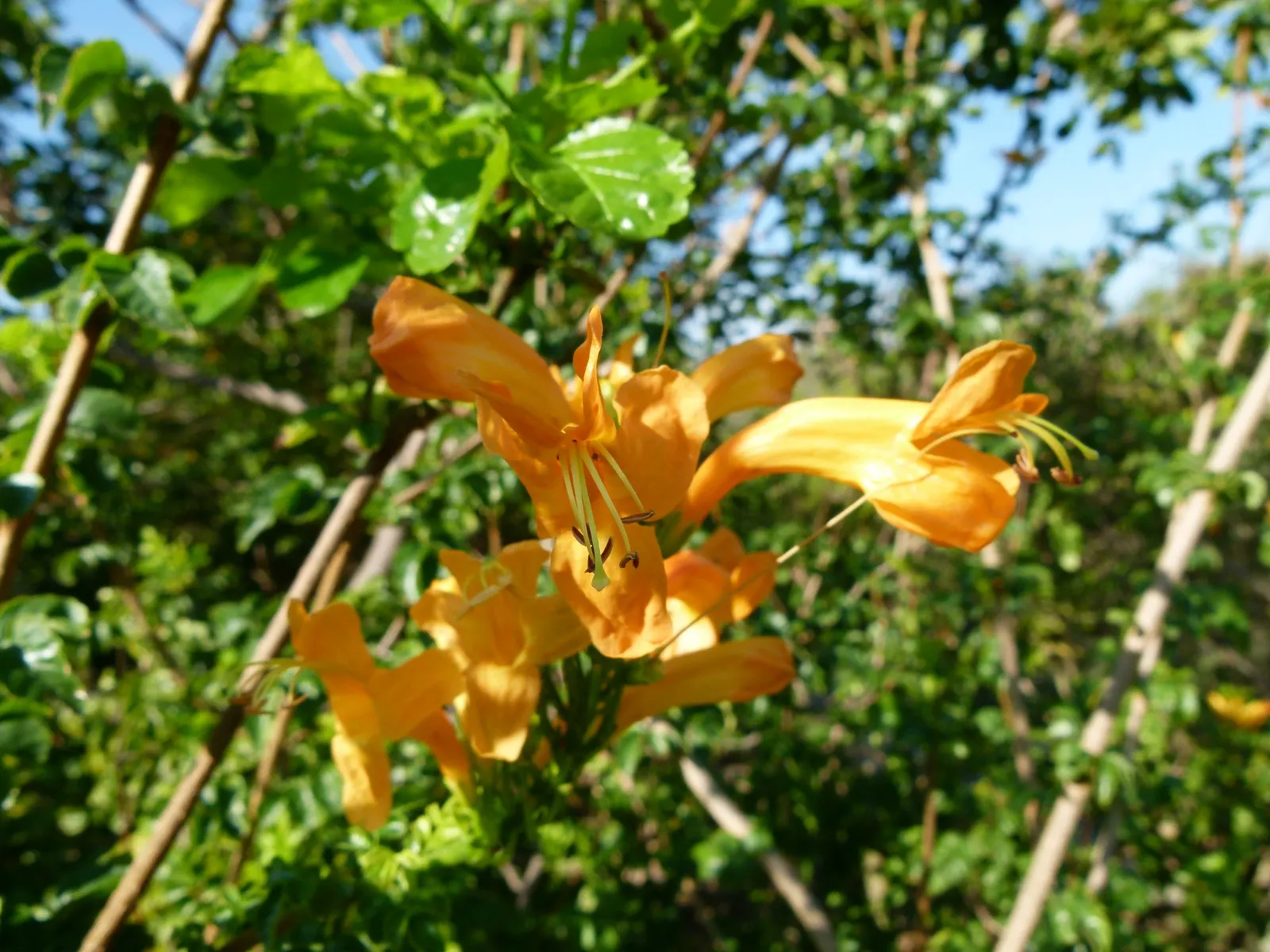 Cape Honeysuckle (Tecoma Capensis) — Tecoma capensis requires well-drained soil and can tolerate a variety of conditions; they bloom profusely from late spring