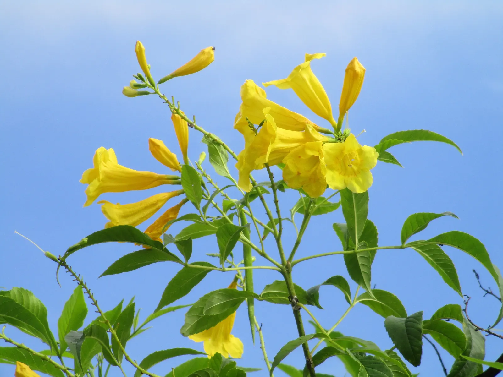 Cape Honeysuckle (Tecoma Capensis) — Versatile and low-maintenance, it adds a burst of color to any landscape; the Cape Honeysuckle provides dense, image 101