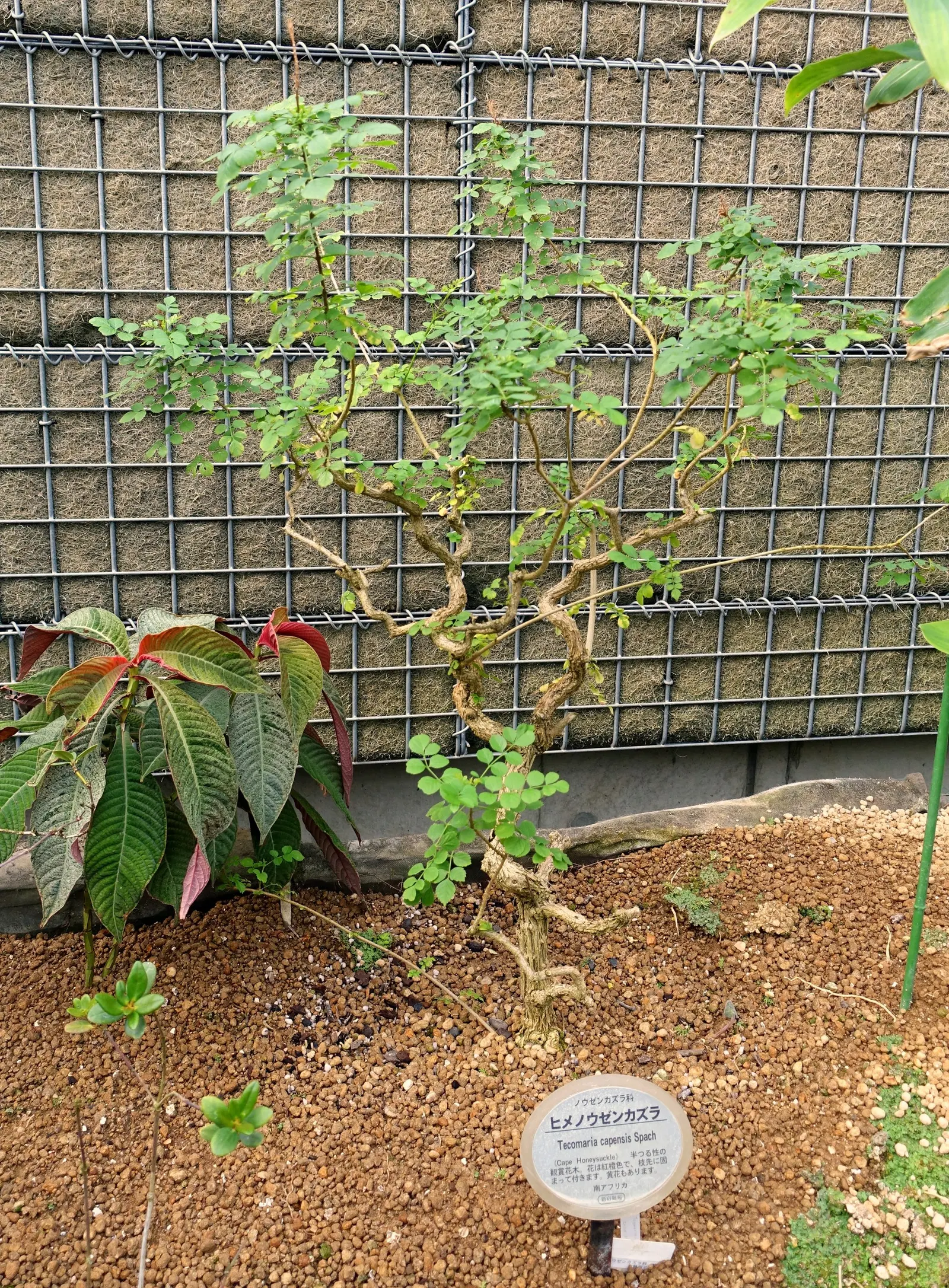 Cape Honeysuckle (Tecoma Capensis) — making it an easy-care addition to your landscape design; ground cover / shrub / vine for full or half