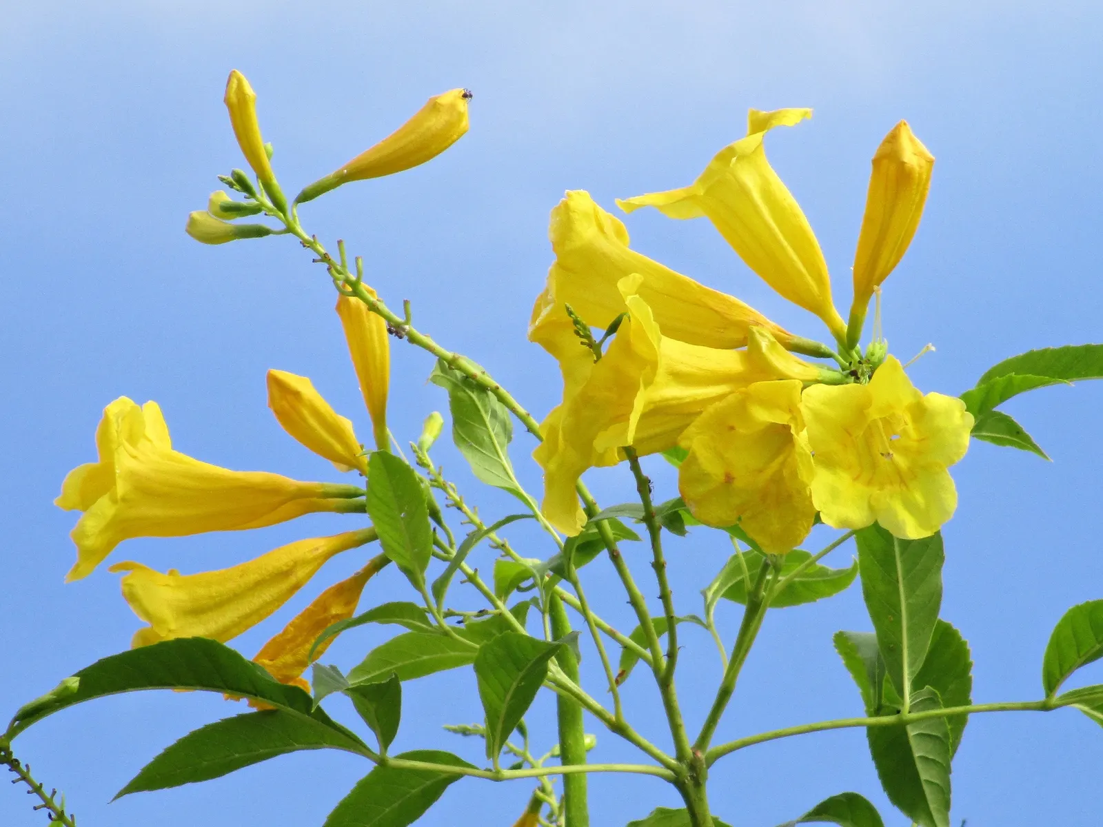 Cape Honeysuckle (Tecoma Capensis) — ground cover / shrub / vine for full or half; making it an easy-care addition to your landscape design