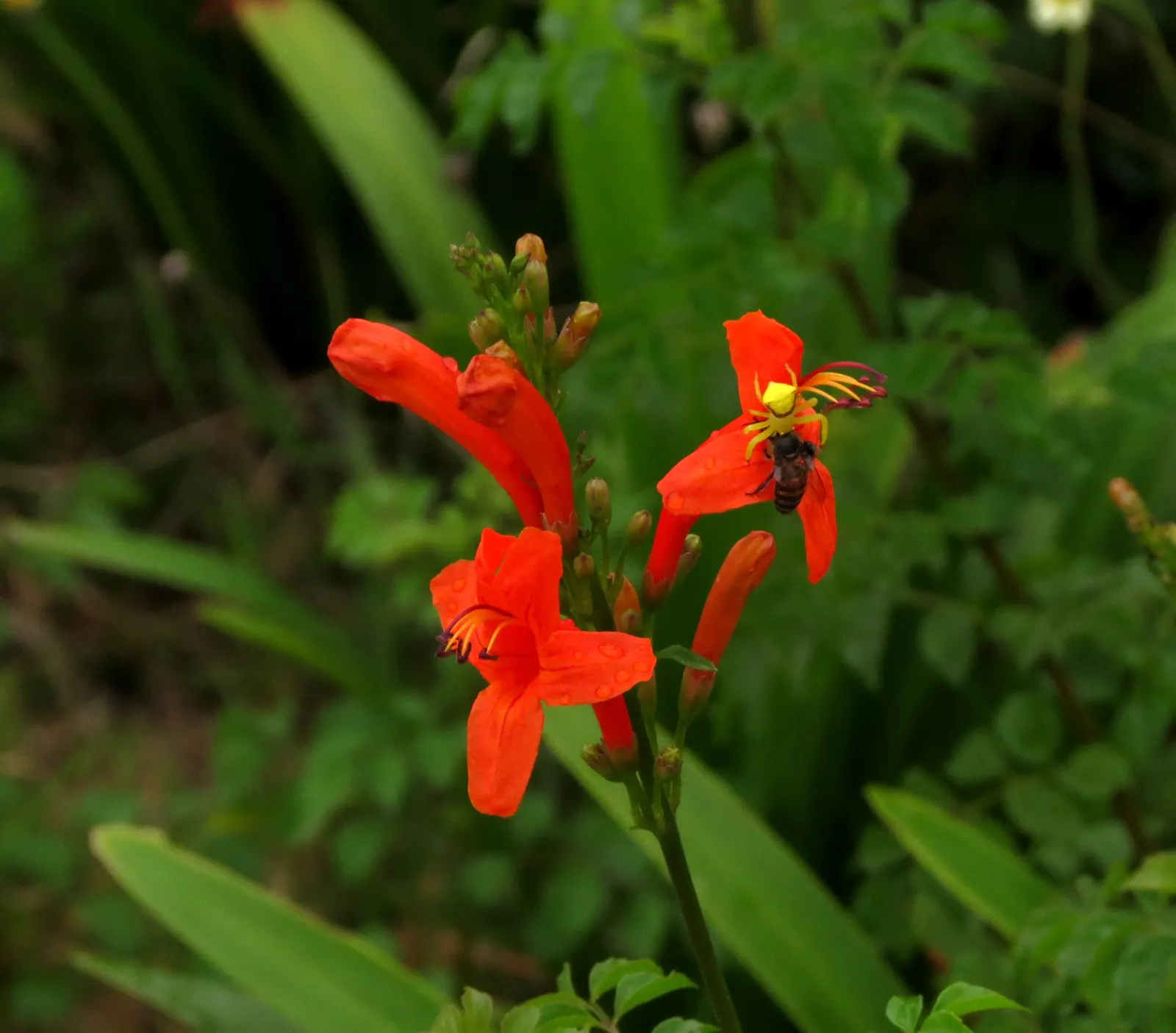 Cape Honeysuckle (Tecoma Capensis) — Its robust growth habit allows it to be easily trained as a hedge or an espalier; it is prudent to establish a, image 82