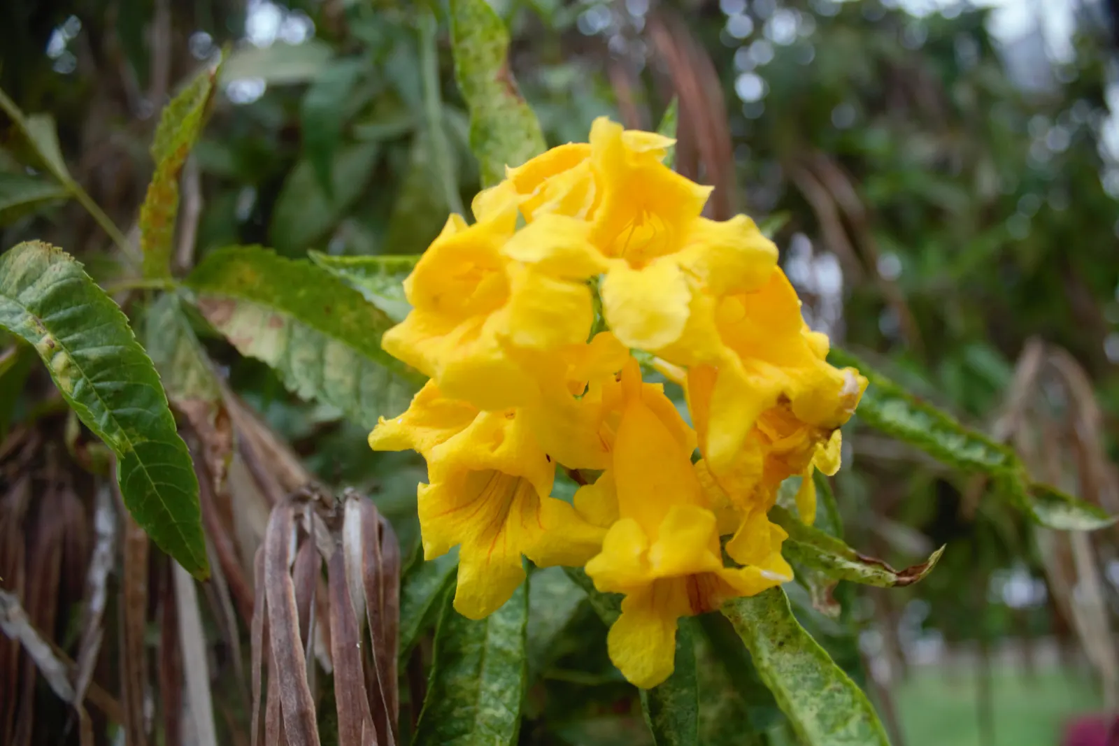 Cape Honeysuckle (Tecoma Capensis) — including drought and coastal exposure; the Cape Honeysuckle is relatively disease and pest-resistant, image 65