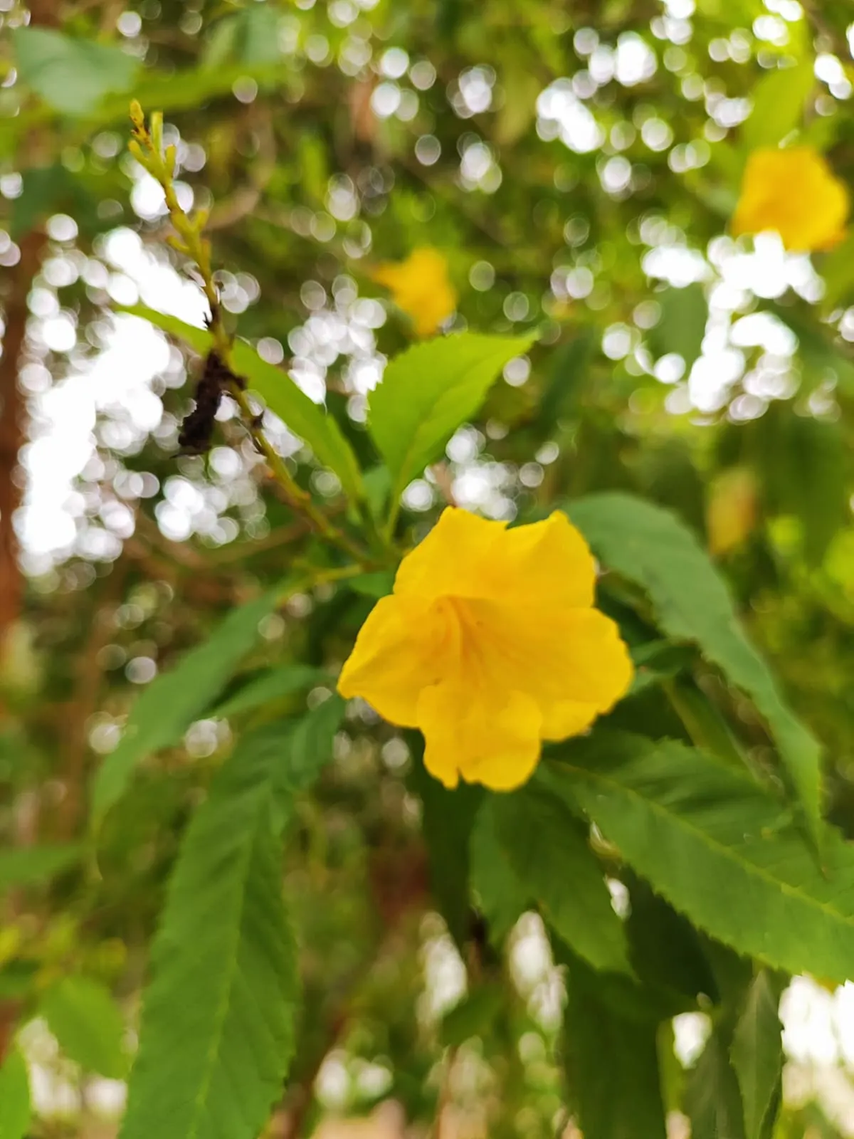 Cape Honeysuckle (Tecoma Capensis) — Its tubular orange-red flowers bloom profusely, attracting hummingbirds and butterflies; and it thrives in, image 122