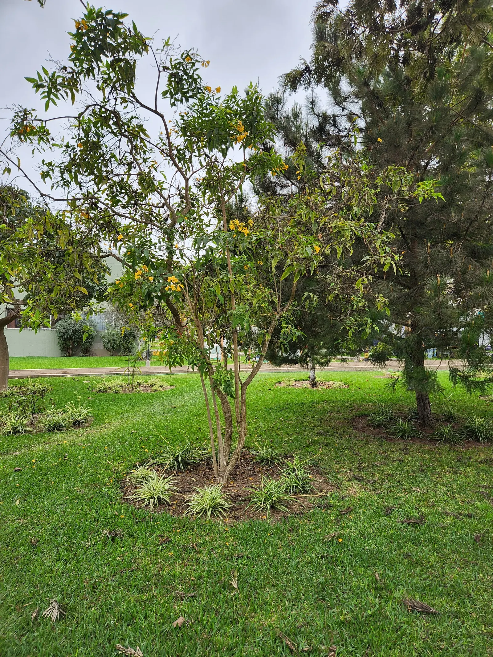 Cape Honeysuckle (Tecoma Capensis) — Versatile and low-maintenance, it adds a burst of color to any landscape