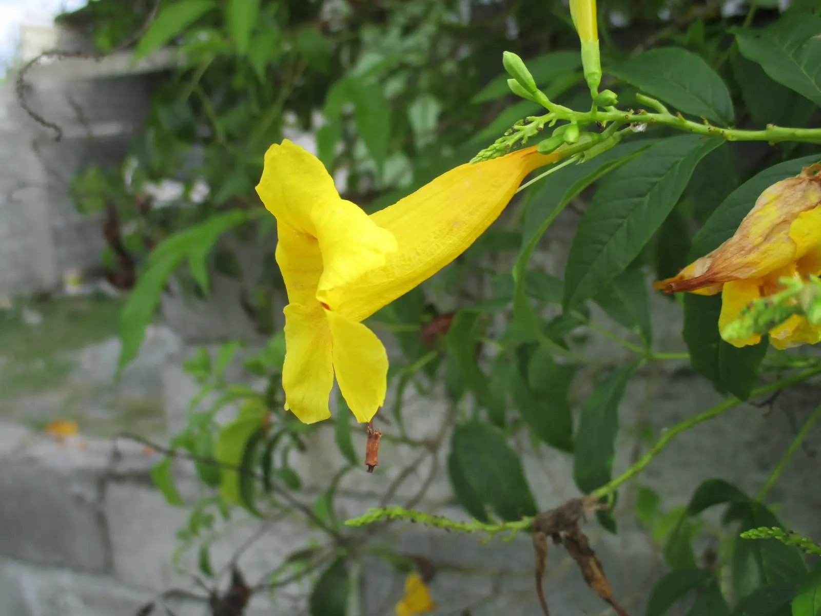 Cape Honeysuckle (Tecoma Capensis) — the Cape Honeysuckle provides dense foliage composed of glossy; versatile and low-maintenance, it adds a burst, image 56