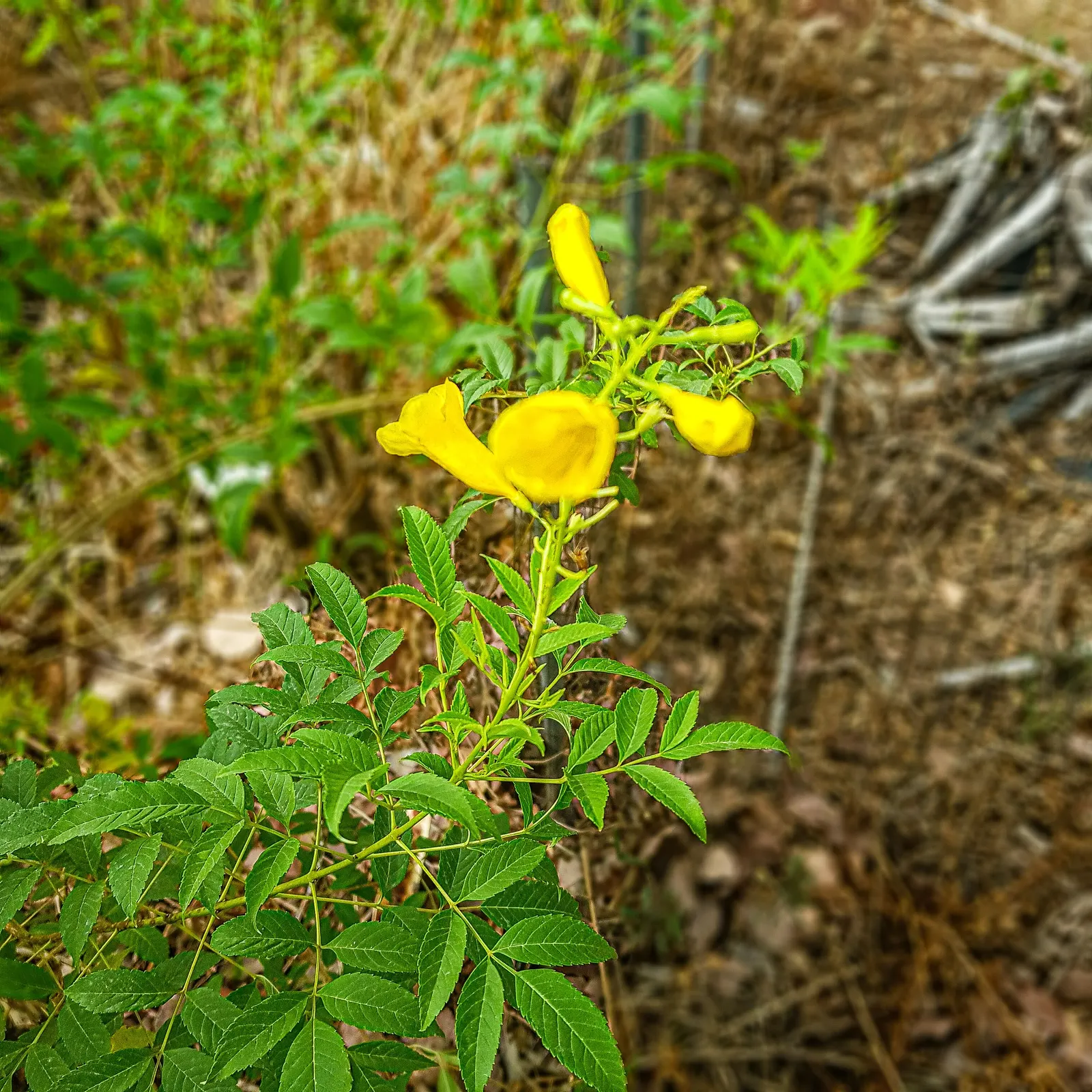 Cape Honeysuckle (Tecoma Capensis) — Its robust growth habit allows it to be easily trained as a hedge or an espalier