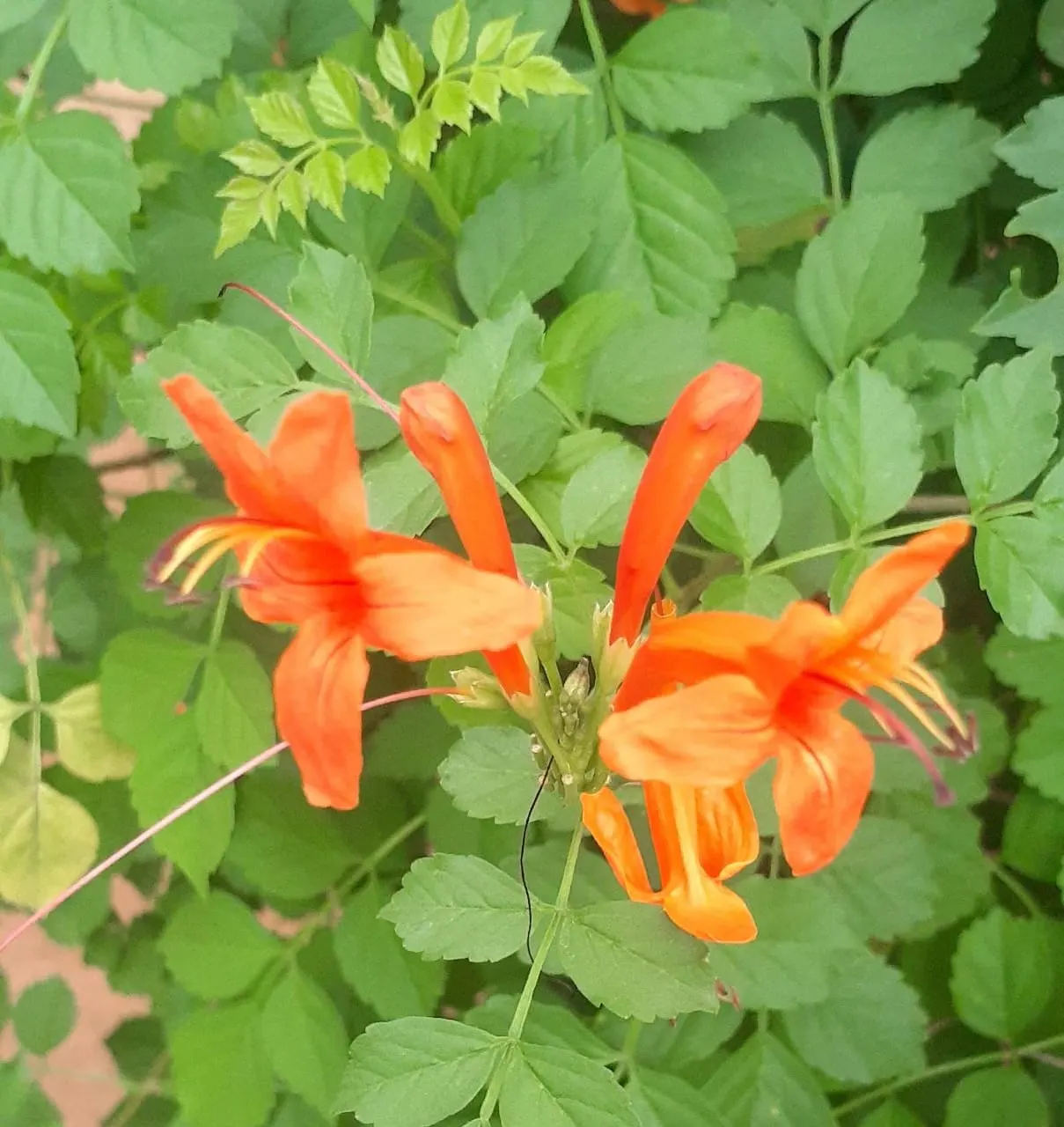 Cape Honeysuckle (Tecoma Capensis) — ground cover / shrub / vine with orange and red blooms
