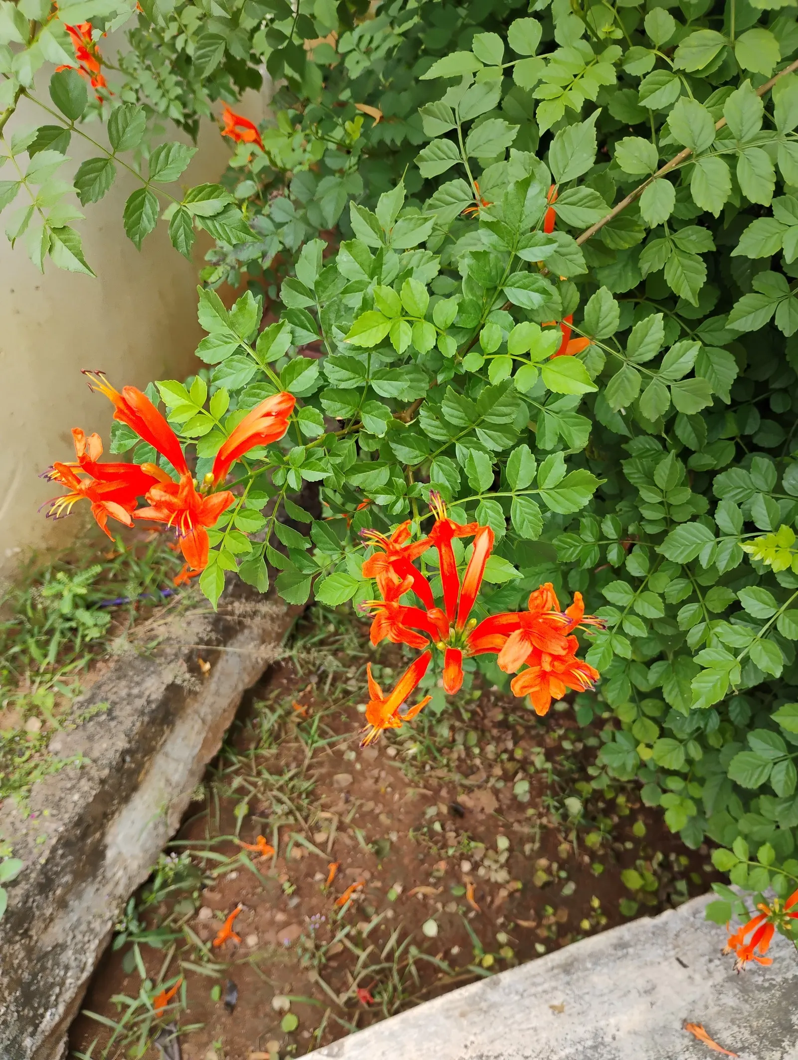 Cape Honeysuckle (Tecoma Capensis) — it is prudent to establish a regular watering schedule during the first growing season to develop a deep