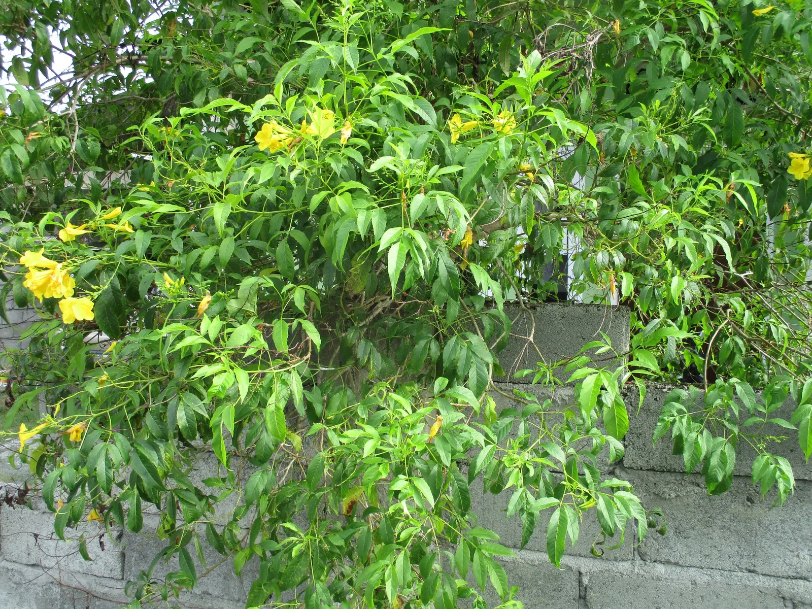 Cape Honeysuckle (Tecoma Capensis) — are typically a brilliant orange but can range in hues from red to salmon; measuring approximately 6 inches, image 60