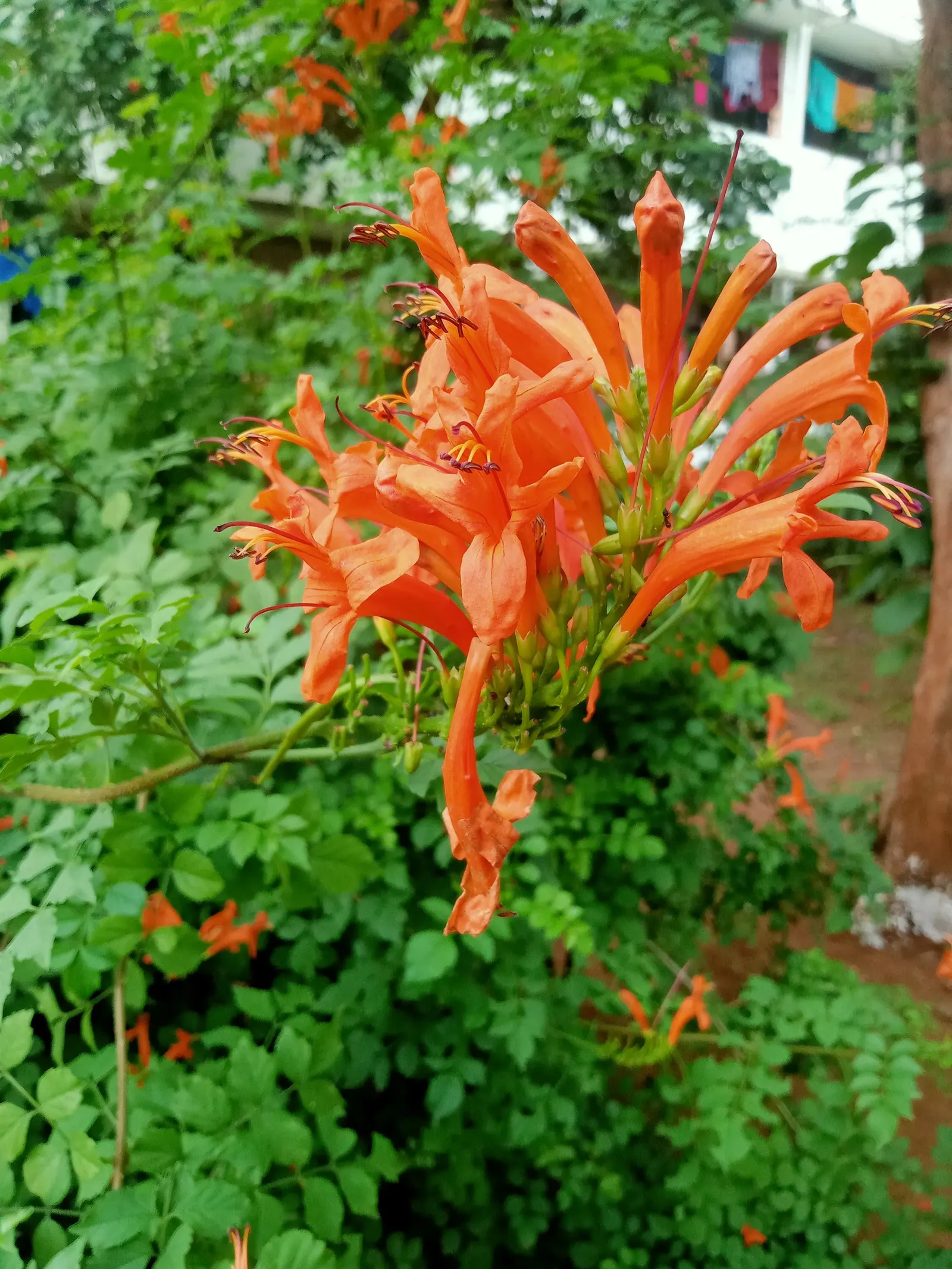Cape Honeysuckle (Tecoma Capensis) — Its robust growth habit allows it to be easily trained as a hedge or an espalier; it is prudent to establish a regular