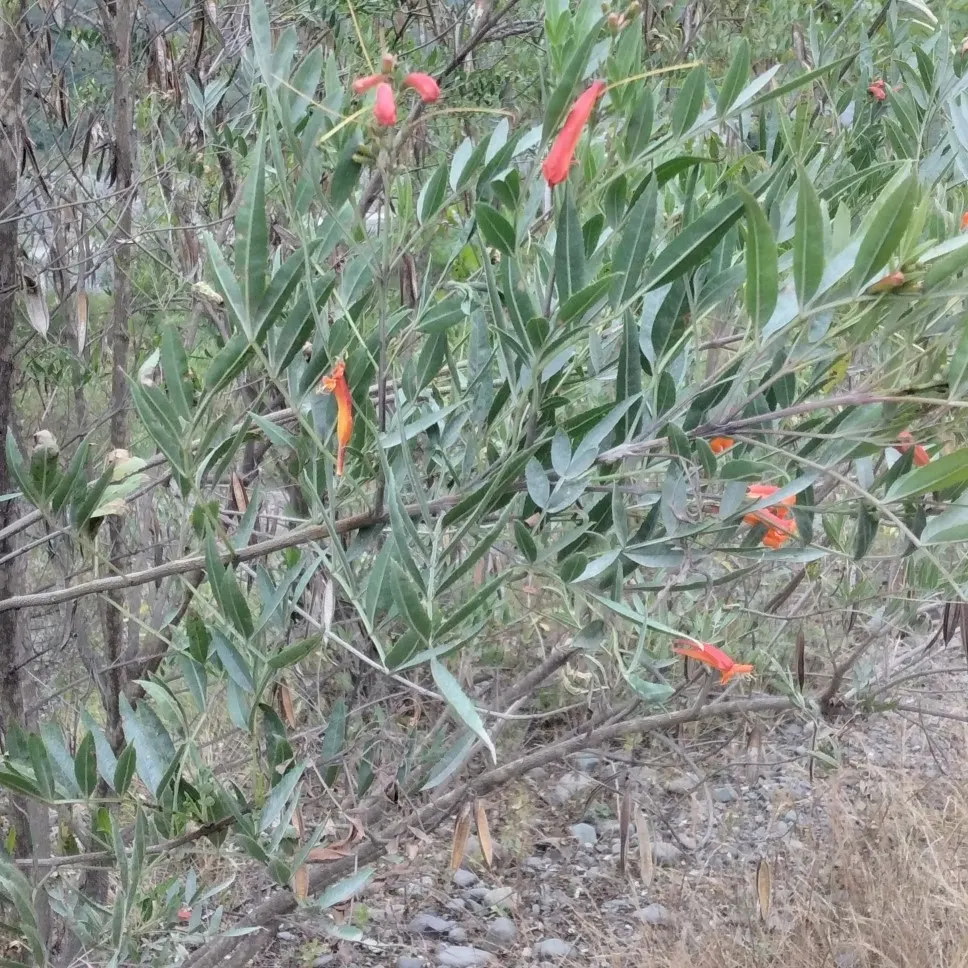 Cape Honeysuckle (Tecoma Capensis) — measuring approximately 6 inches long