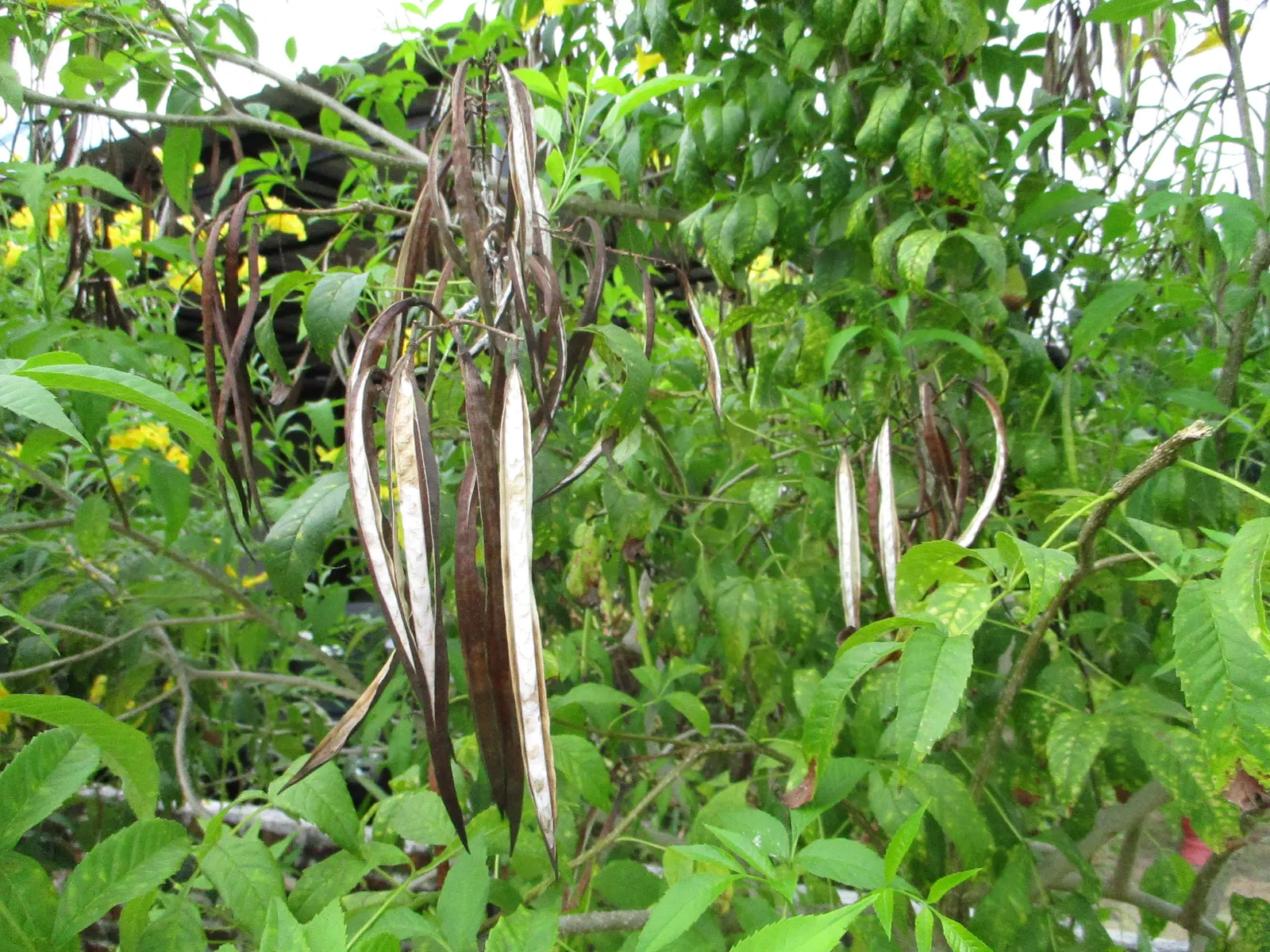 Cape Honeysuckle (Tecoma Capensis) — are typically a brilliant orange but can range in hues from red to salmon