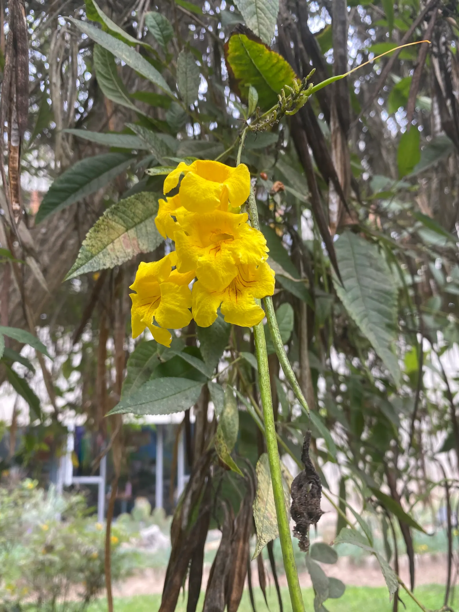 Cape Honeysuckle (Tecoma Capensis) — Ideal for hedges or screens, it thrives in full sun to partial shade and requires moderate watering; full sun, image 51