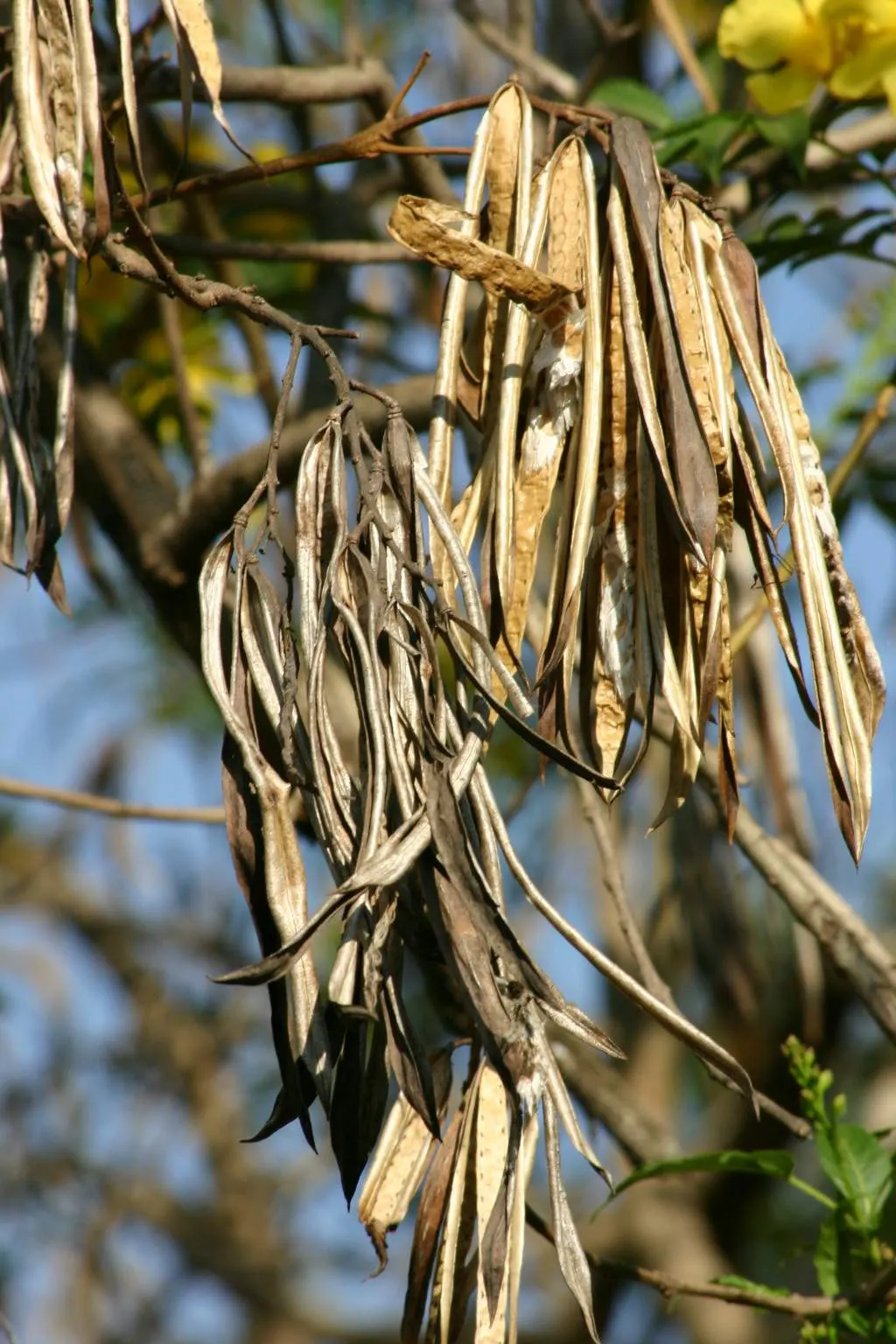 Cape Honeysuckle (Tecoma Capensis) — are typically a brilliant orange but can range in hues from red to salmon; measuring approximately 6 inches, image 84