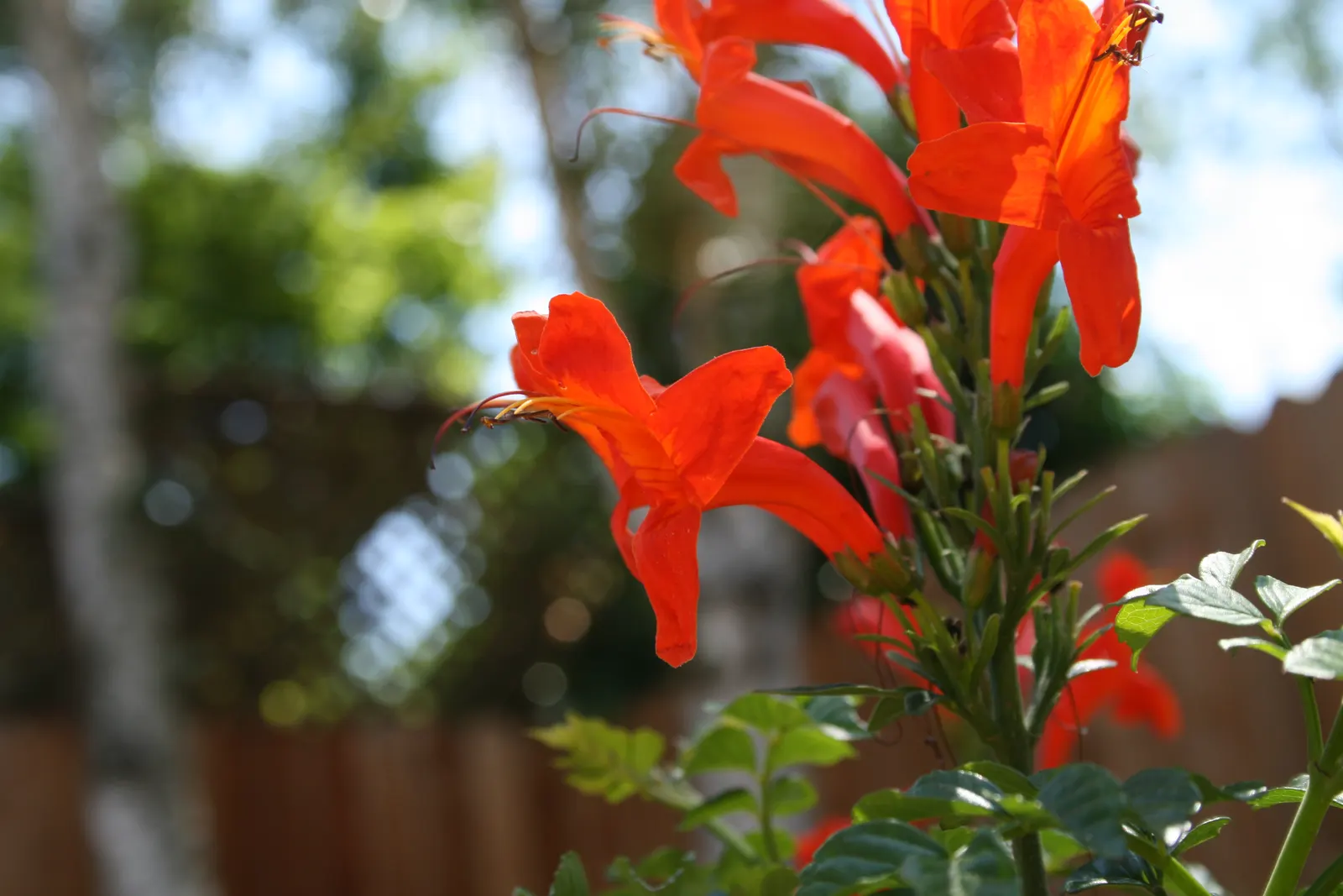 Cape Honeysuckle (Tecoma Capensis) — Versatile and low-maintenance, it adds a burst of color to any landscape; the Cape Honeysuckle provides dense, image 53