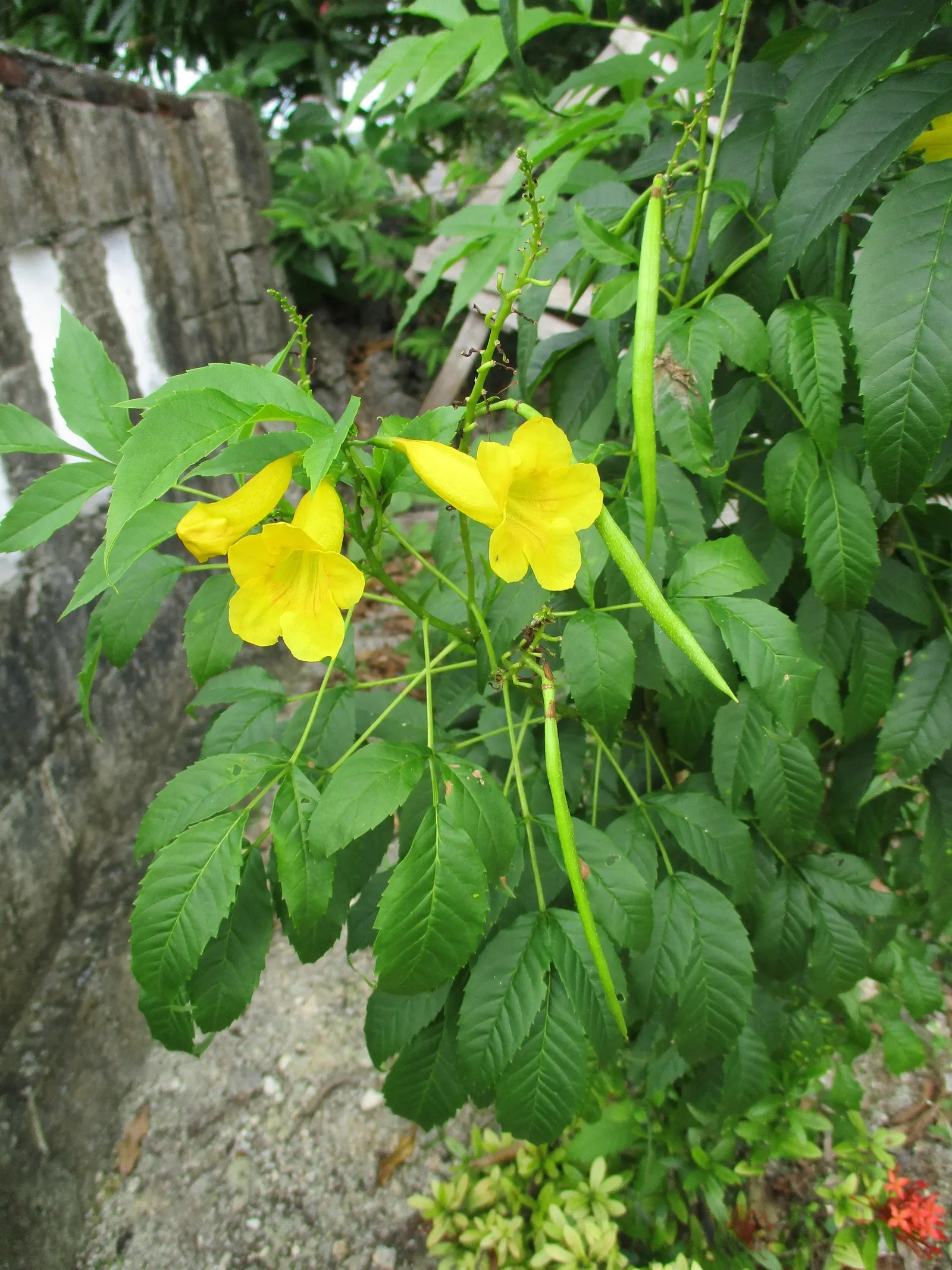 Cape Honeysuckle (Tecoma Capensis) — including drought and coastal exposure; the Cape Honeysuckle is relatively disease and pest-resistant, image 89