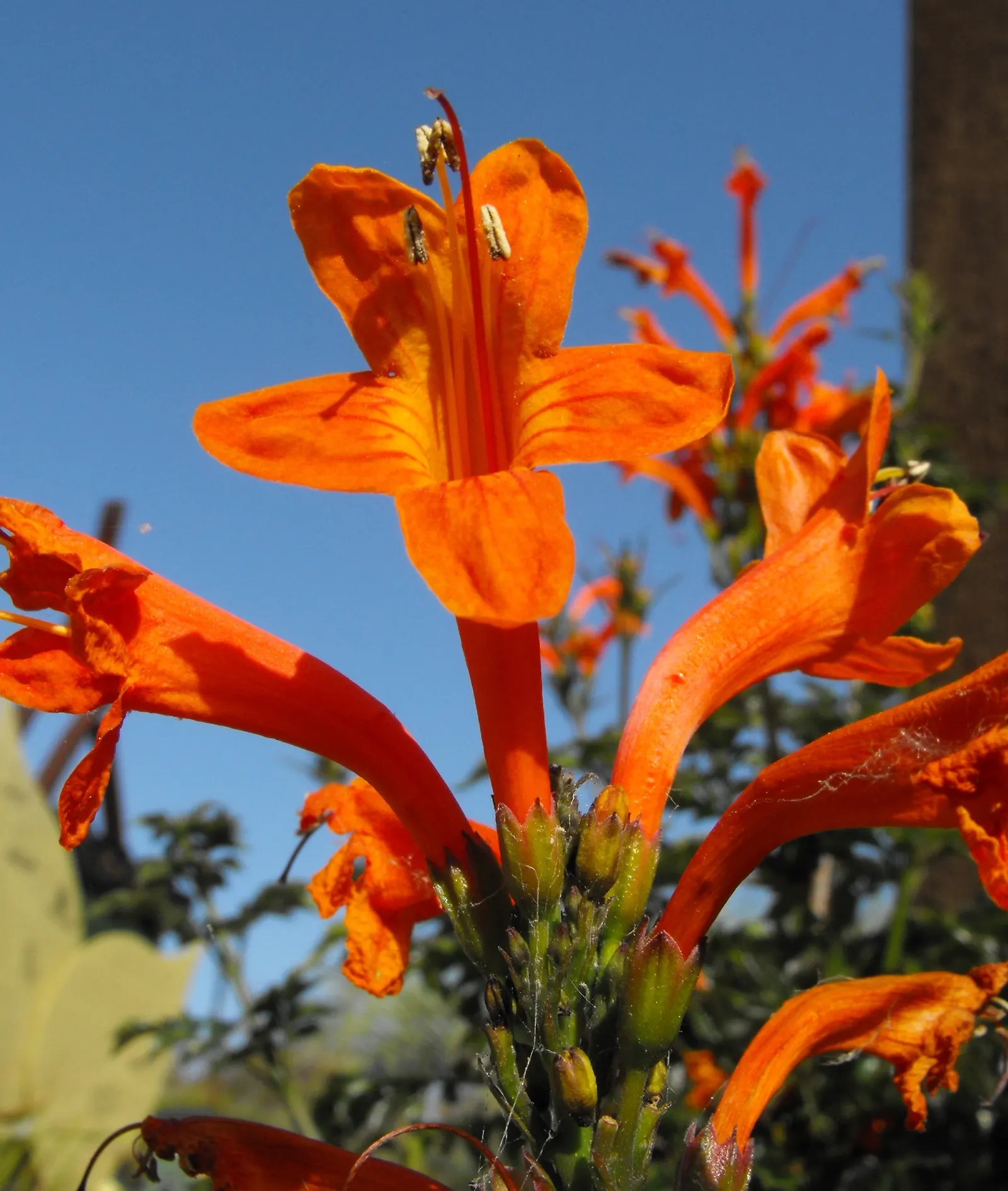 Cape Honeysuckle (Tecoma Capensis) — Full sun is best for prolific blooming, but it can also flourish in partial shade; ideal for hedges or, image 90