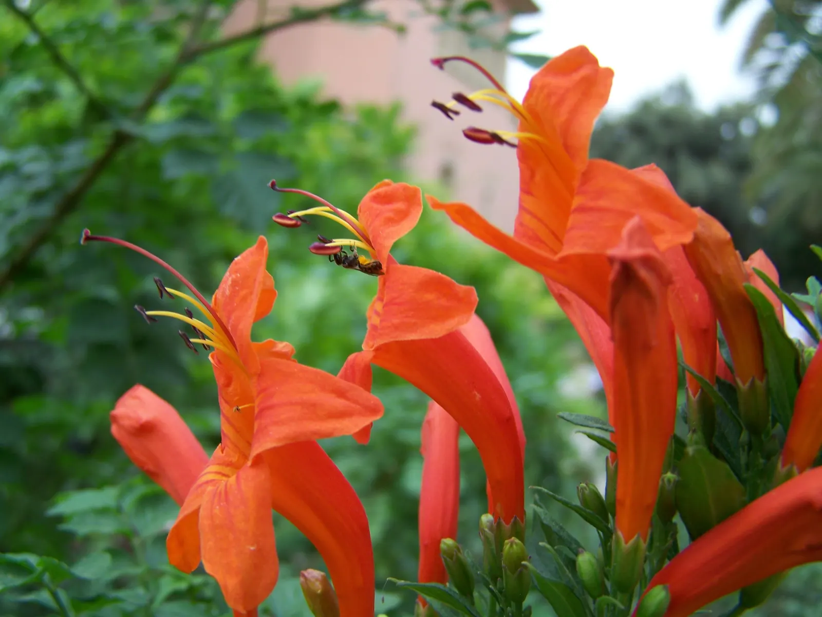 Cape Honeysuckle (Tecoma Capensis) — Hardy in USDA zones 9-11, it can be pruned to maintain shape