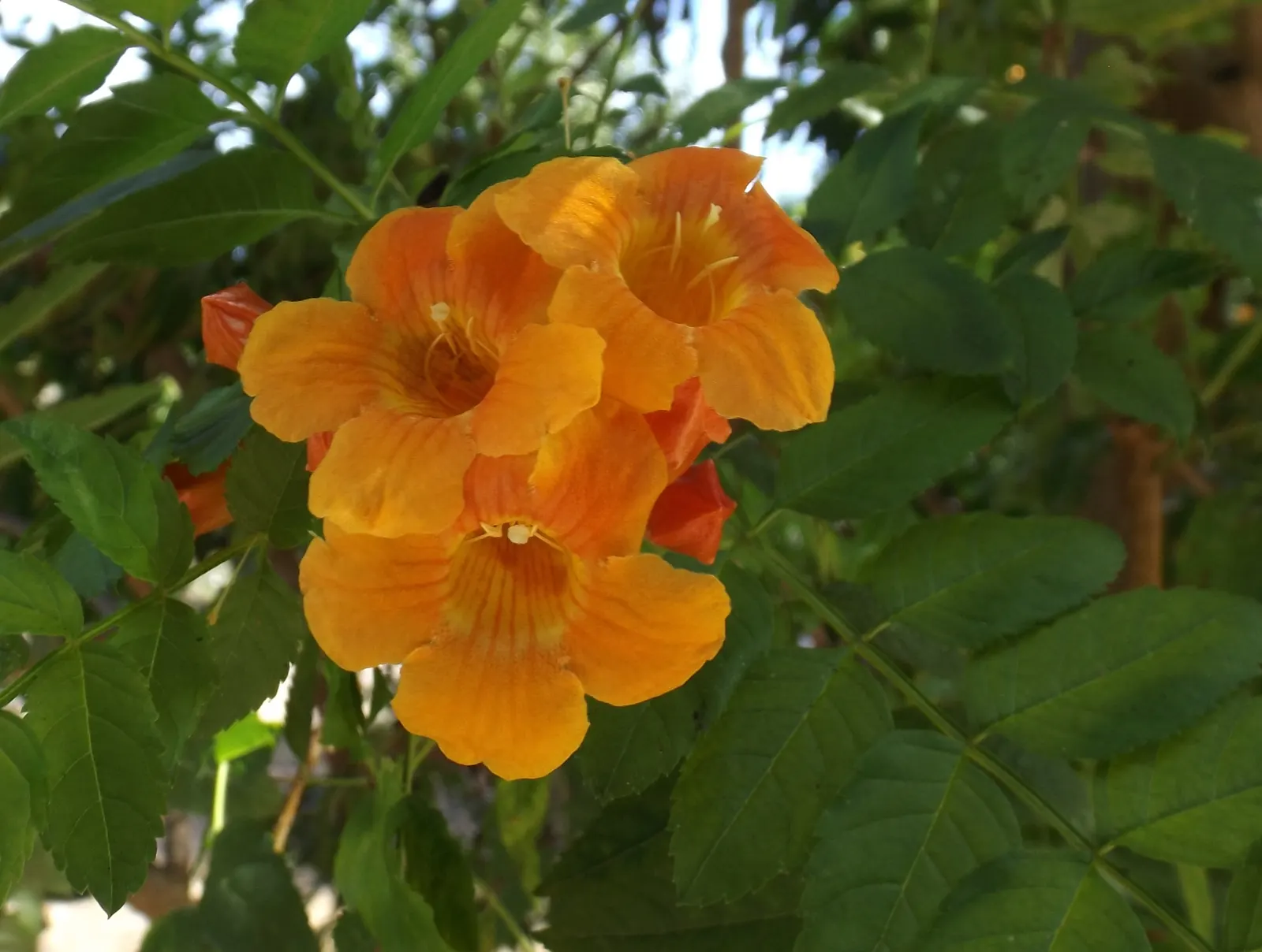 Cape Honeysuckle (Tecoma Capensis) — Originating from South Africa; orange and red flowers in the garden, image 127