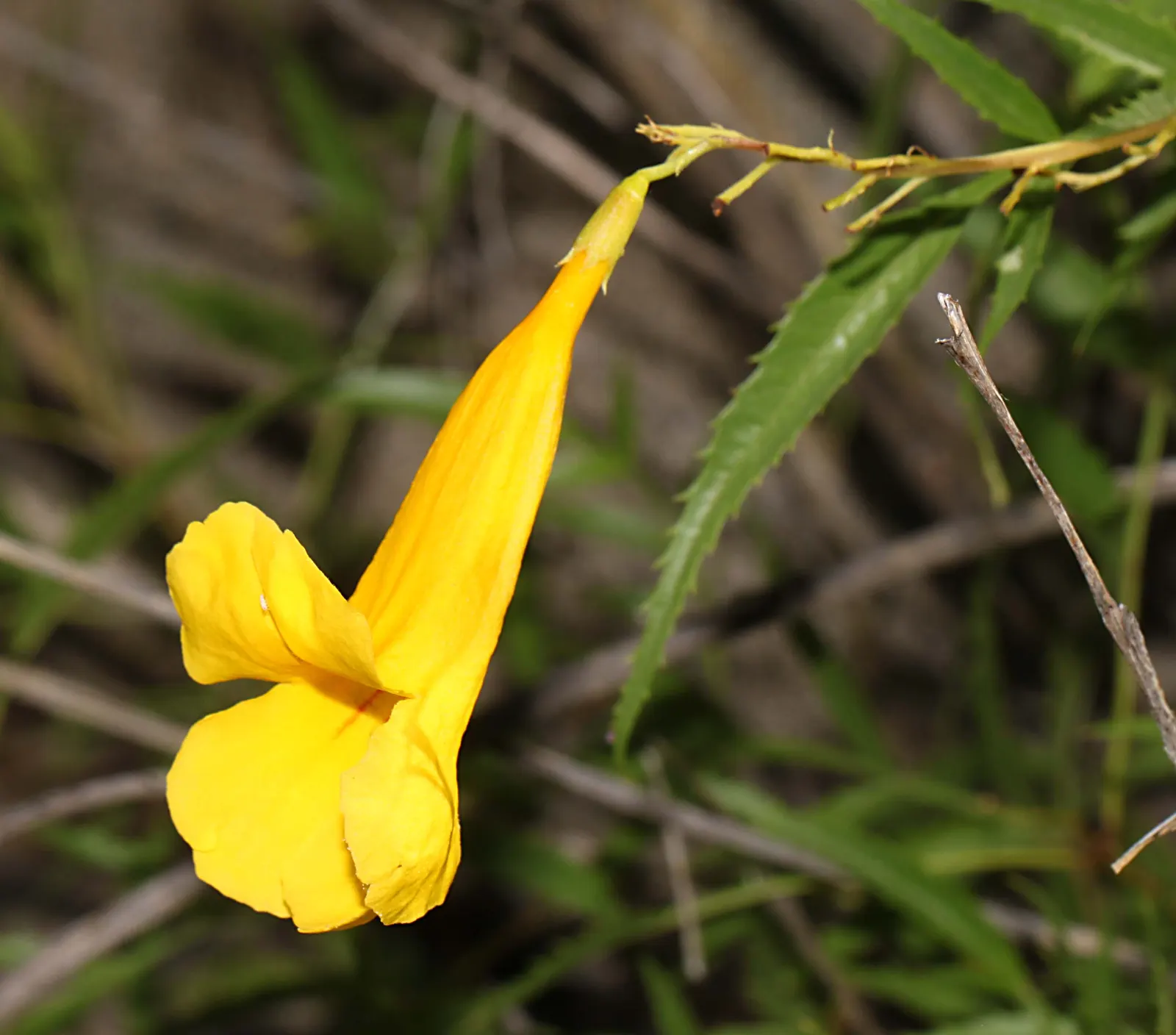 Cape Honeysuckle (Tecoma Capensis) — and other pollinators.<br><br>For optimal growth; is a vibrant and versatile evergreen shrub that can add a, image 111
