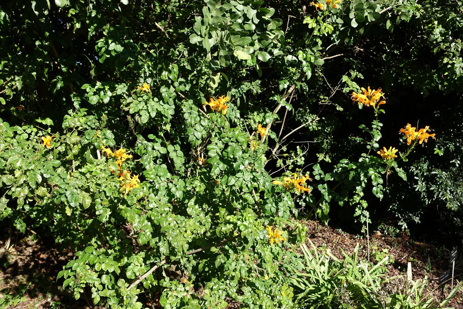 Cape Honeysuckle (Tecoma Capensis) — it is prudent to establish a regular watering schedule during the first growing season to develop a deep; its, image 67