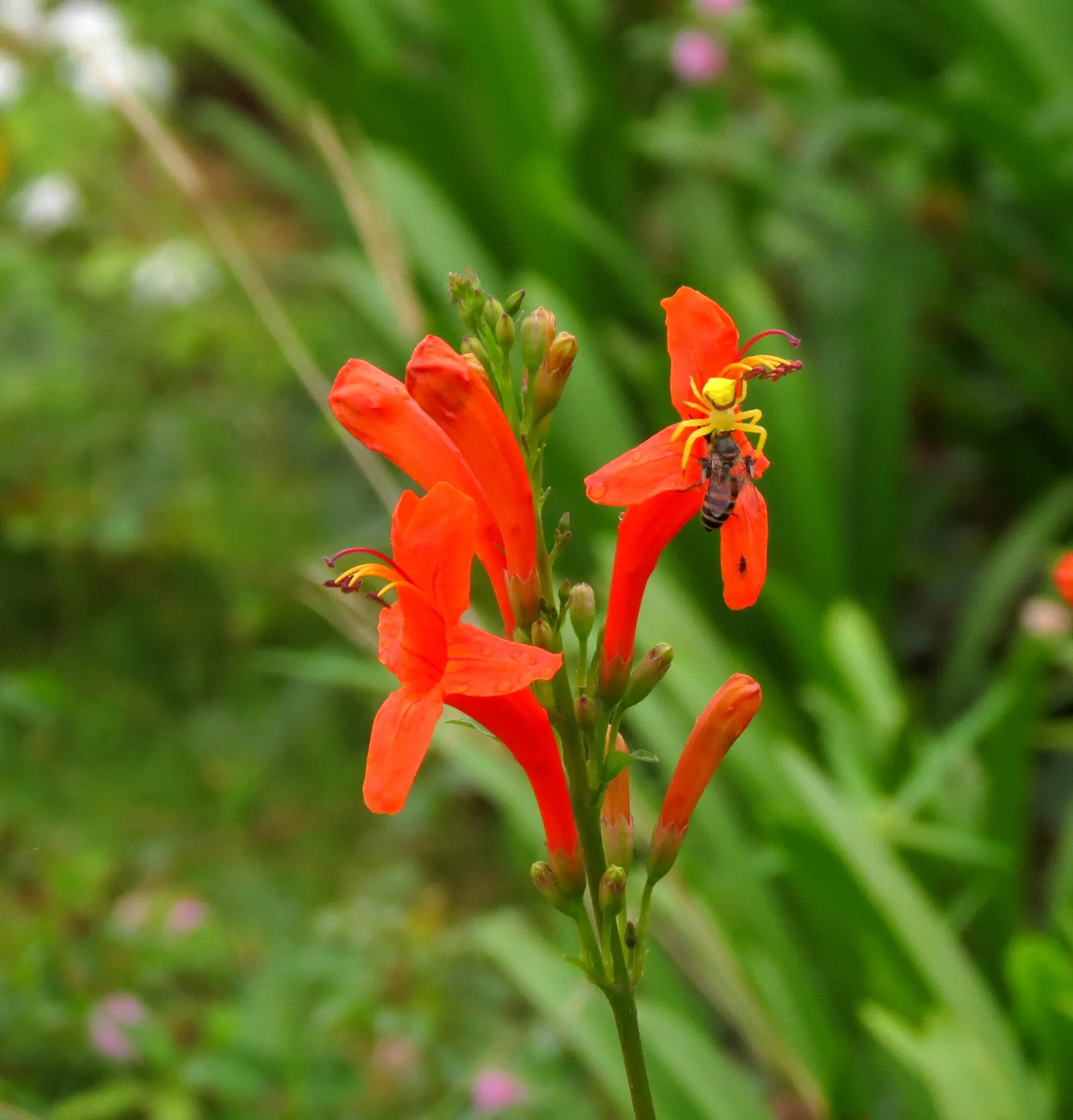 Cape Honeysuckle (Tecoma Capensis) — orange and red flowers in the garden; originating from South Africa, image 70