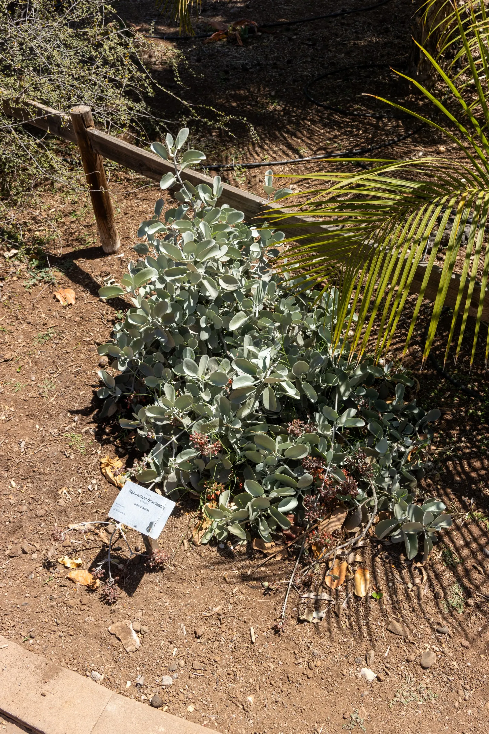 Silver Teaspoons (Kalanchoe Bracteata) — it presents minimal water needs and blooms with small green-yellow flowers