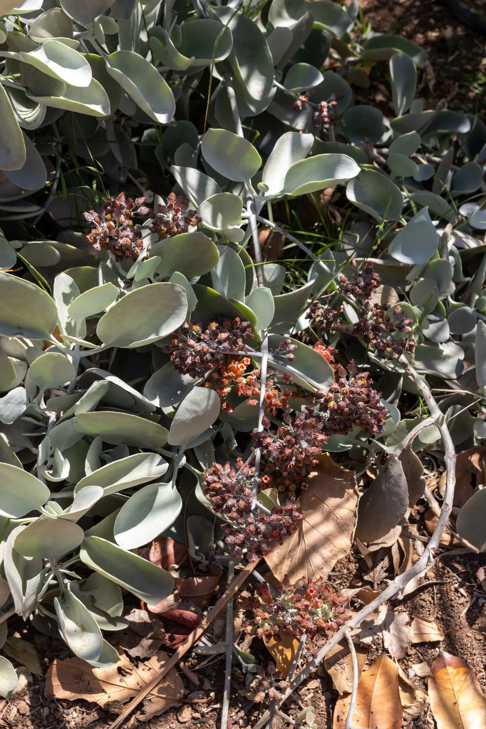 Silver Teaspoons (Kalanchoe Bracteata) — Hardy and low-maintenance, it adds texture and contrast to any garden design