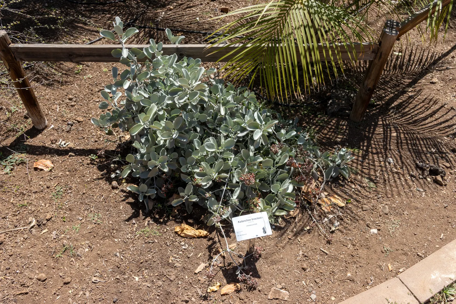 Silver Teaspoons (Kalanchoe Bracteata) — This resilient plant is known for its distinct silvery-gray