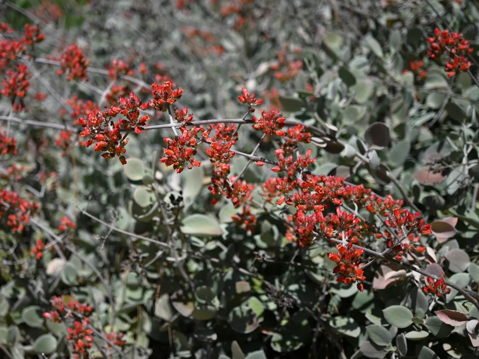 Silver Teaspoons (Kalanchoe Bracteata) — Reaching up to 12 inches tall, it thrives in well-draining soil and requires full sun to partial shade
