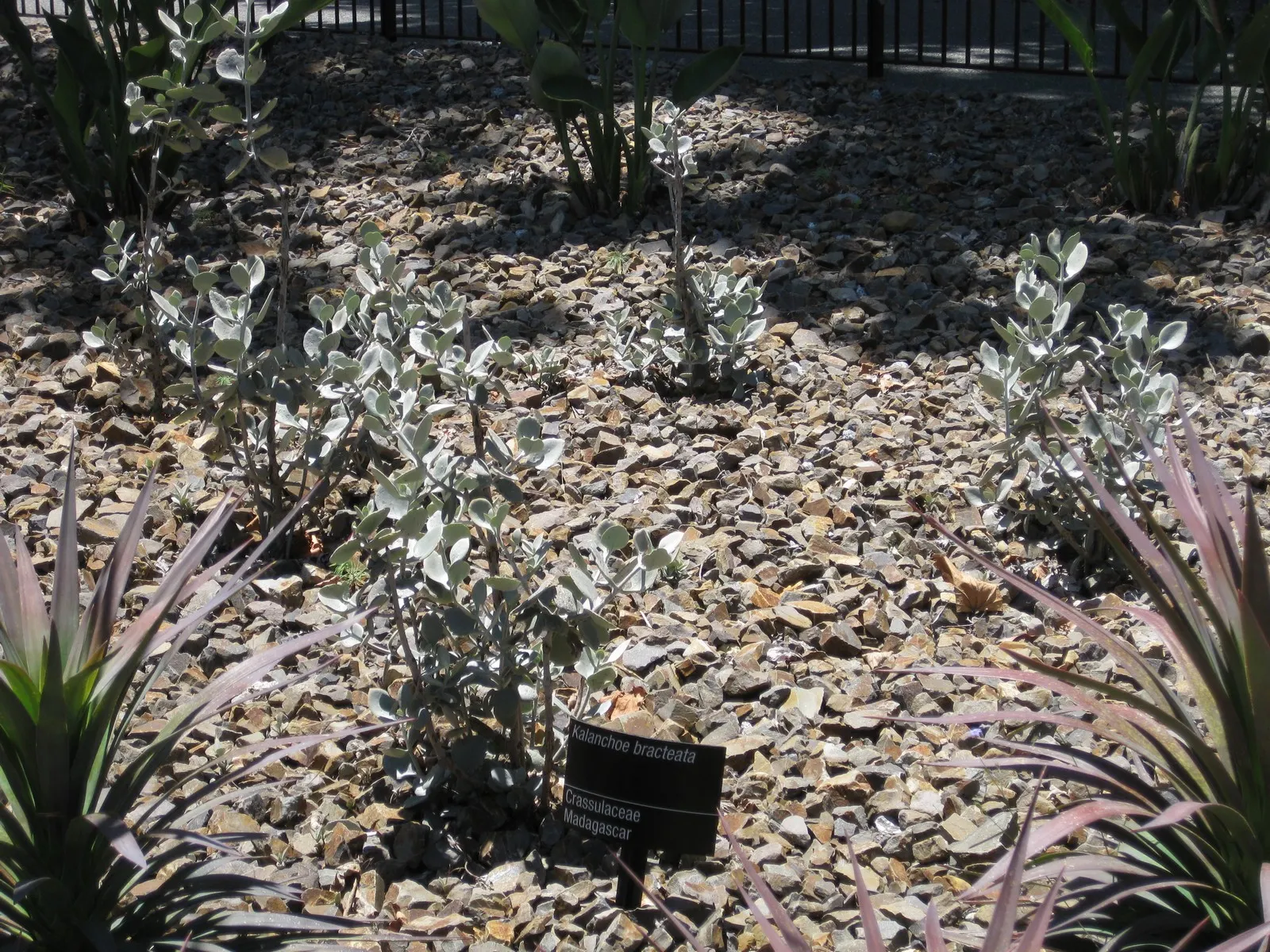 Silver Teaspoons (Kalanchoe Bracteata) — Ideal for xeriscaping or as a container plant