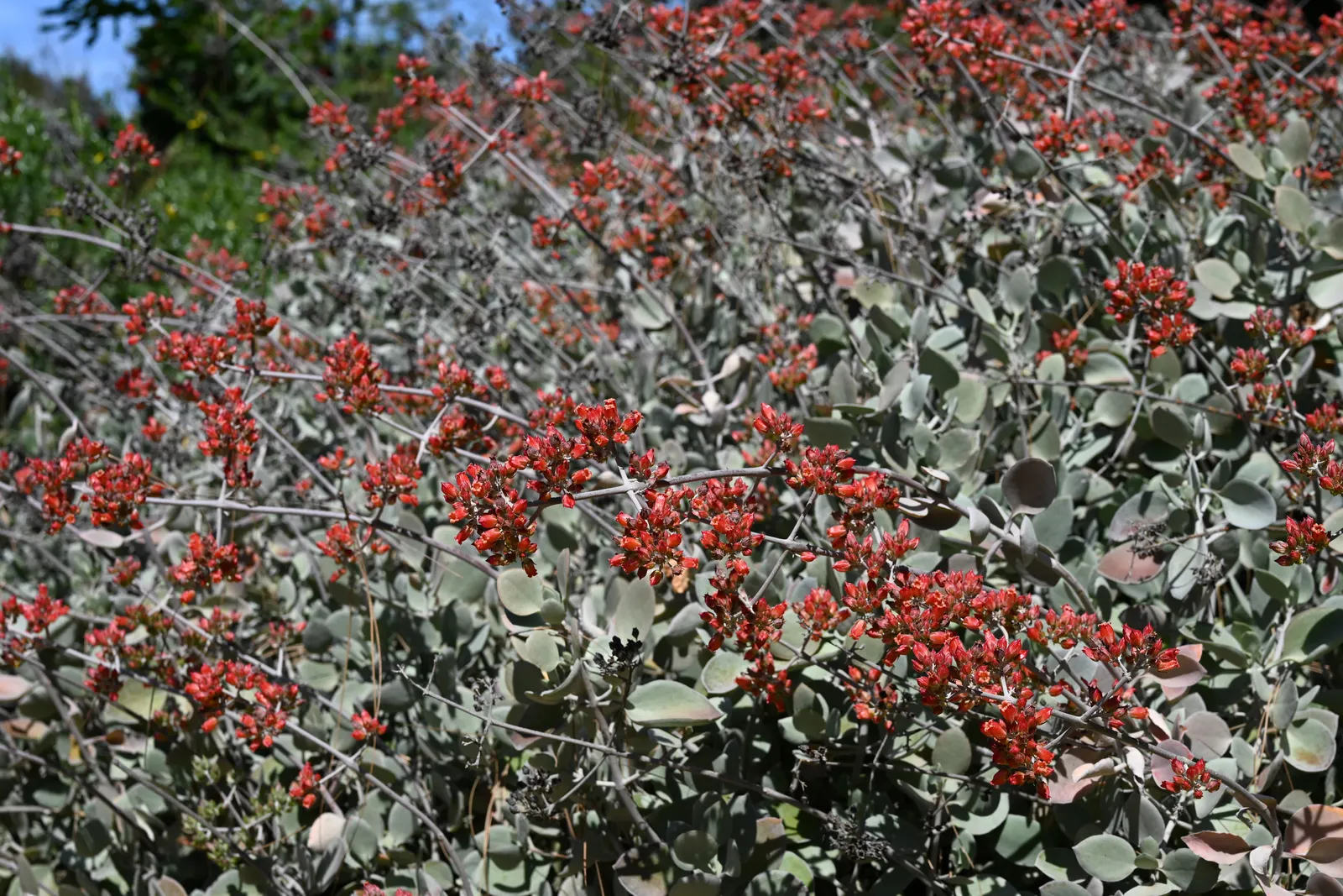 Silver Teaspoons (Kalanchoe Bracteata) — scientifically known as Kalanchoe bracteata