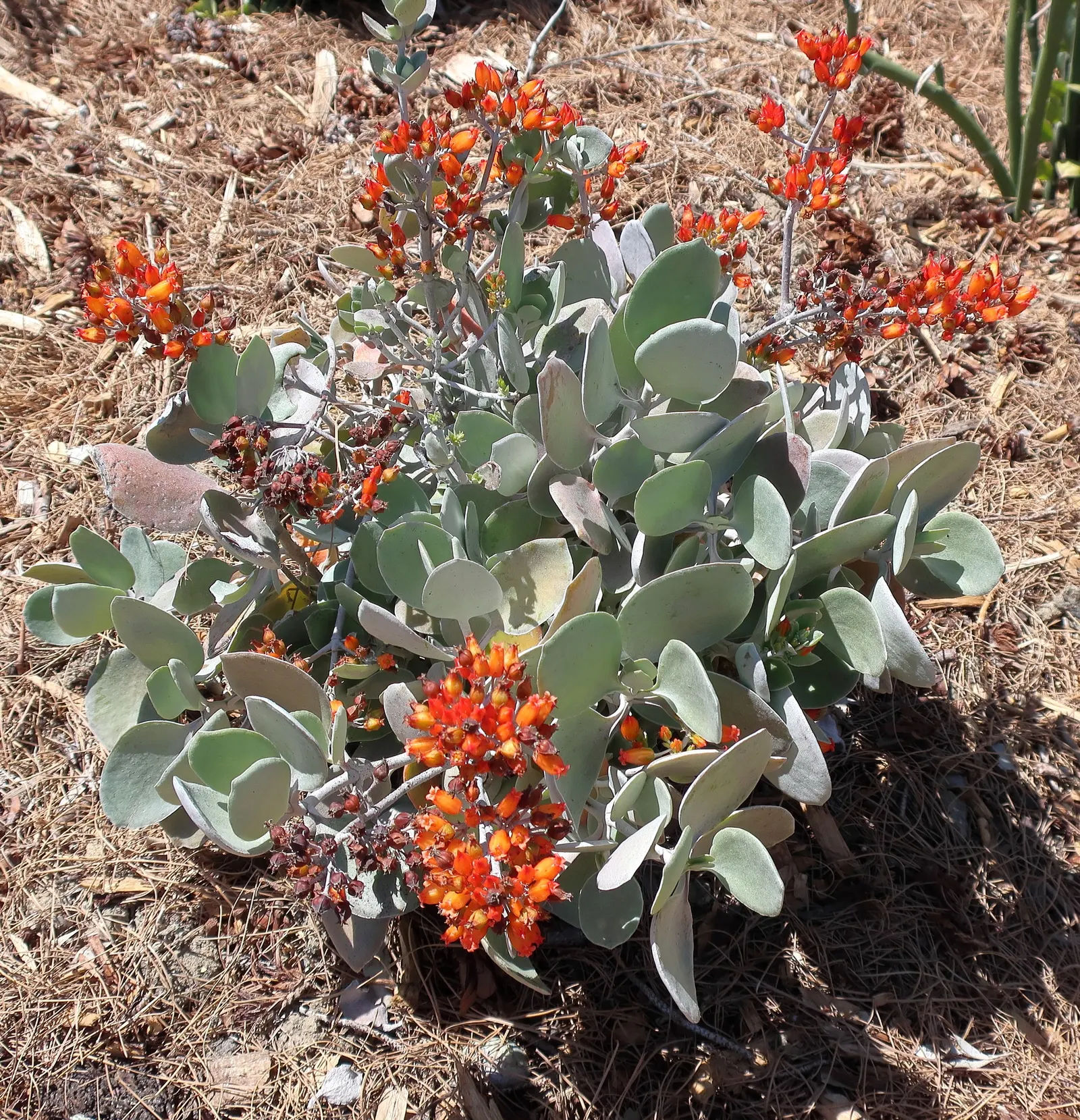 Silver Teaspoons (Kalanchoe Bracteata) — presents itself as a striking succulent that brings a touch of exotic elegance to any landscape design