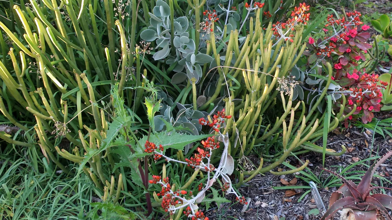 Silver Teaspoons (Kalanchoe Bracteata) — spoon-shaped leaves that grow upright and form a compelling textural statement