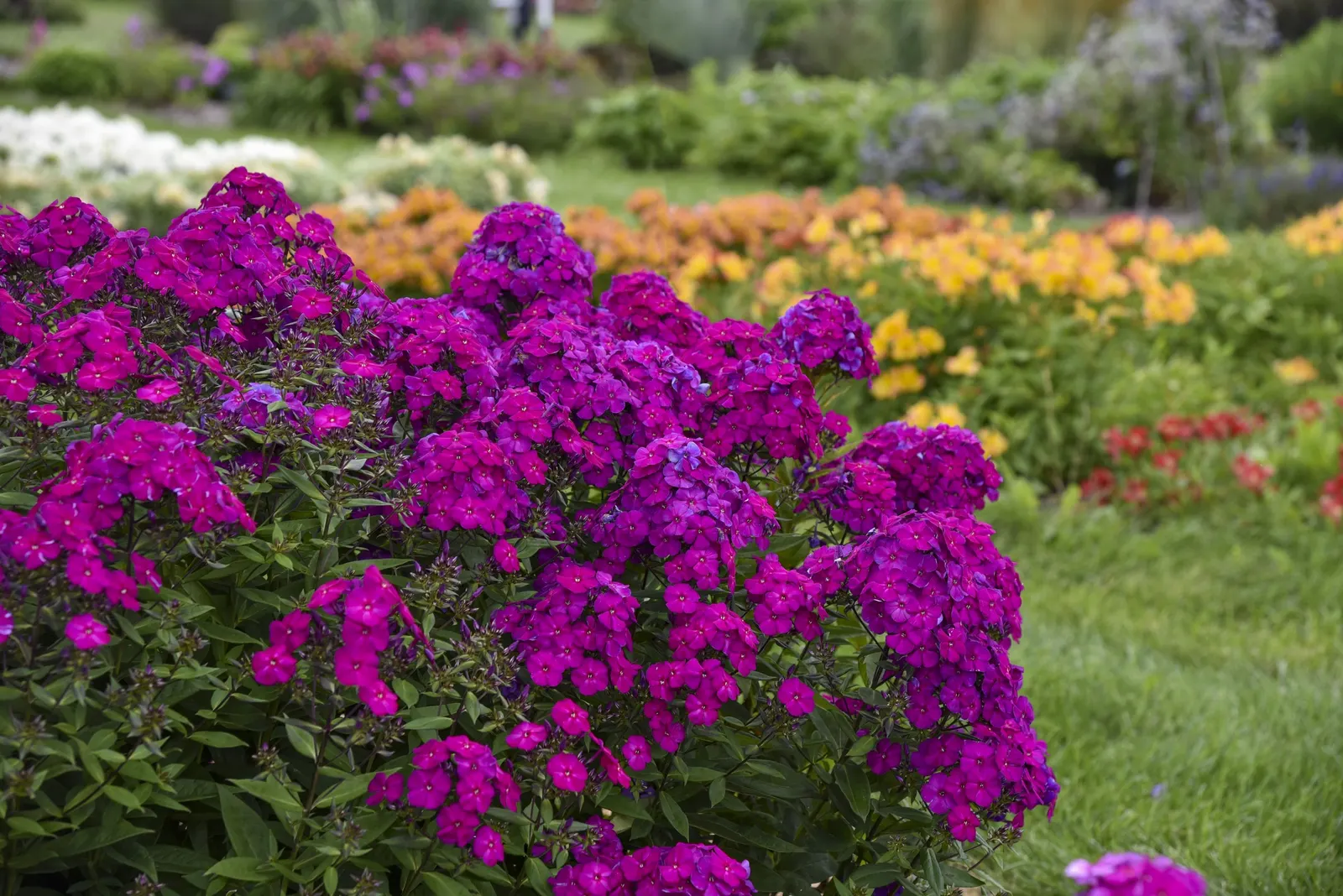 'Ultraviolet' Tall Garden Phlox (Phlox paniculata) — is an upright perennial with fragrant magenta-violet flower panicles over bright green foliage