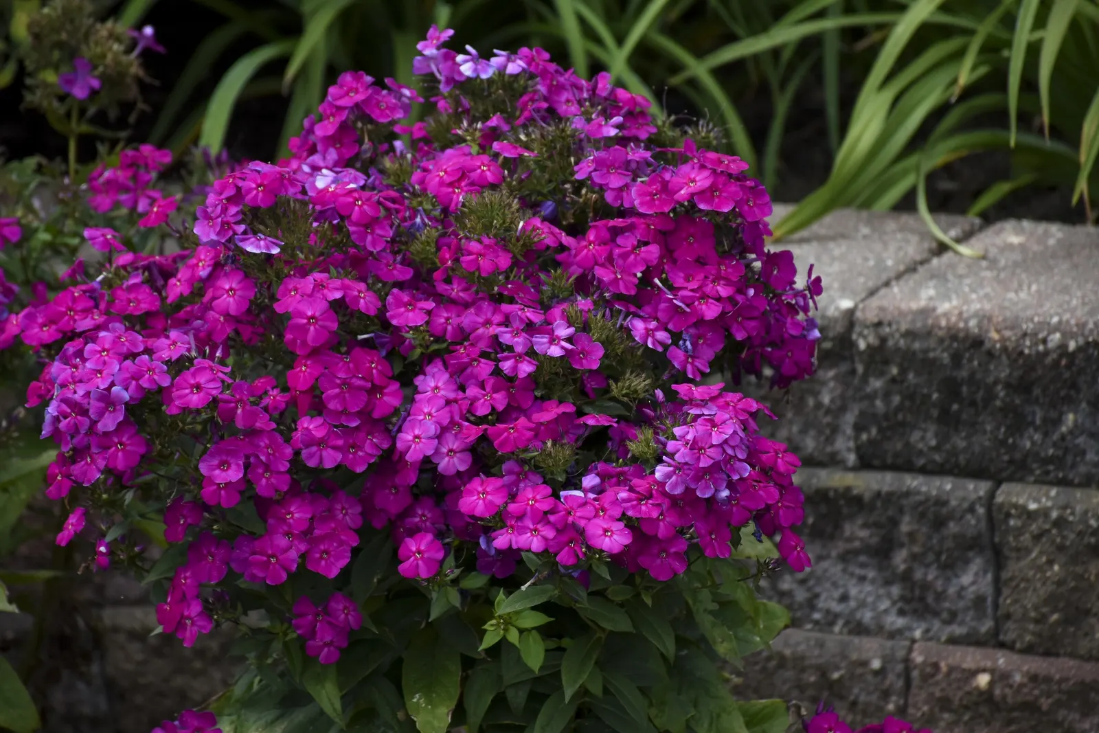 'Ultraviolet' Tall Garden Phlox (Phlox paniculata) — or Phlox paniculata 'Ultraviolet'