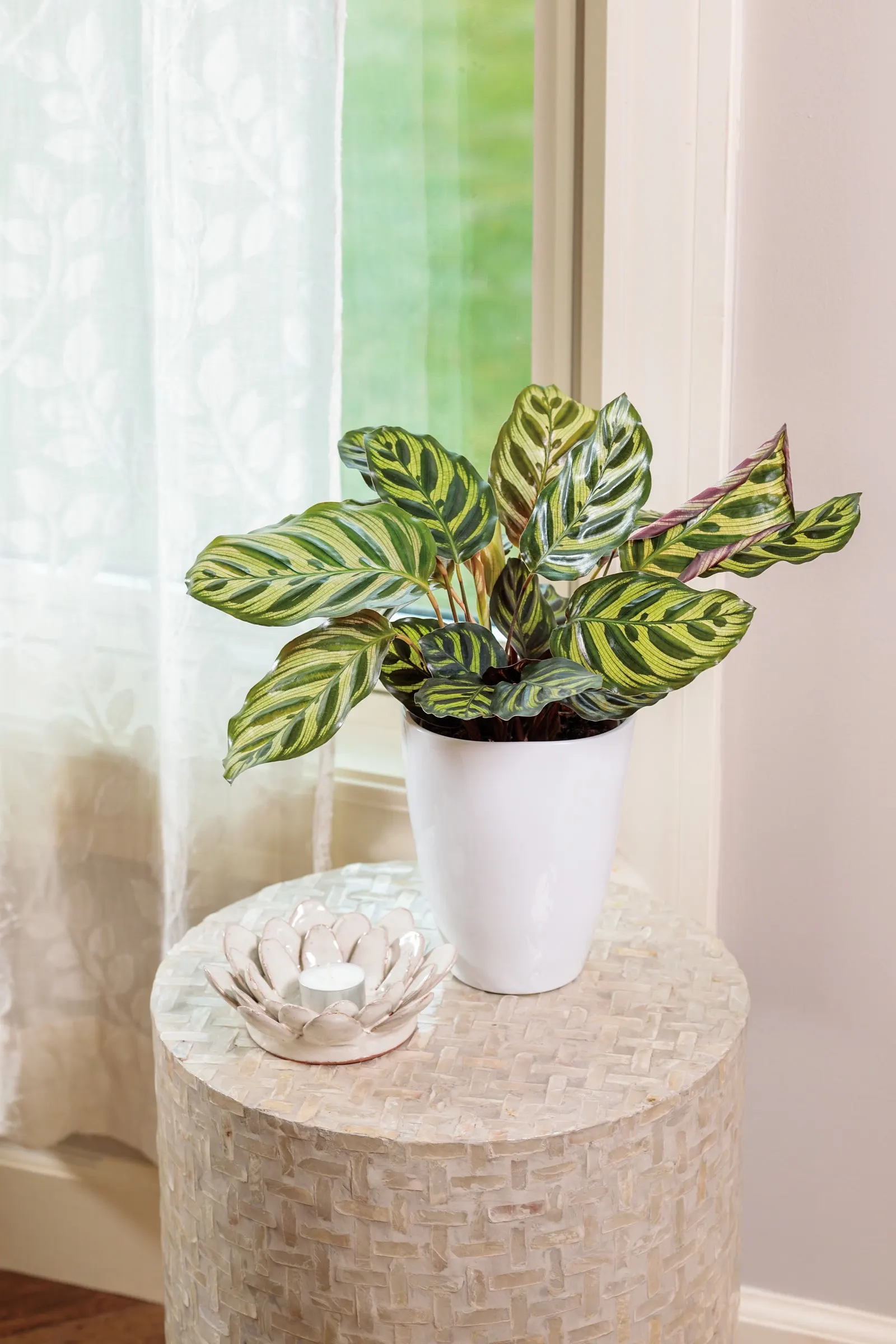 Makoyana Peacock Plant (Calathea makoyana) — with burgundy undersides as foliage matures